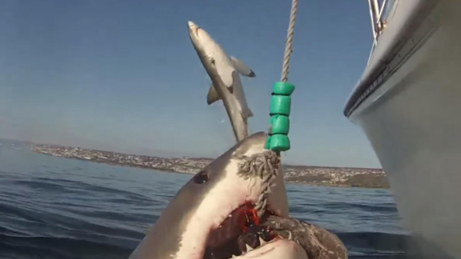 1600x900 Great white shark leaps out of the water to photobomb another shark San Francisco