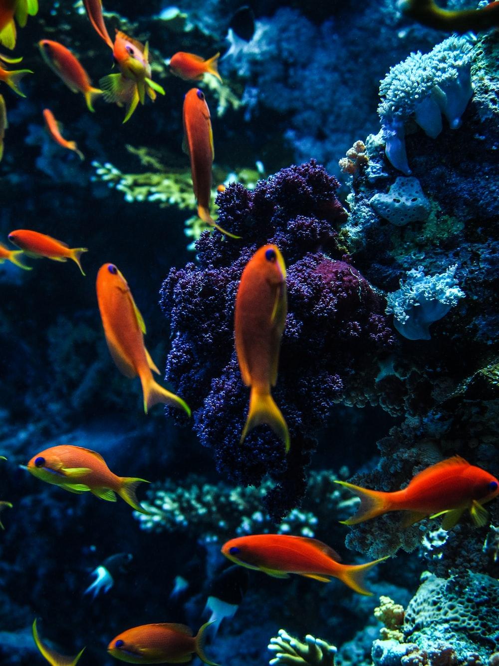 1000x1333 Fish Underwater Picture. Download Free Image