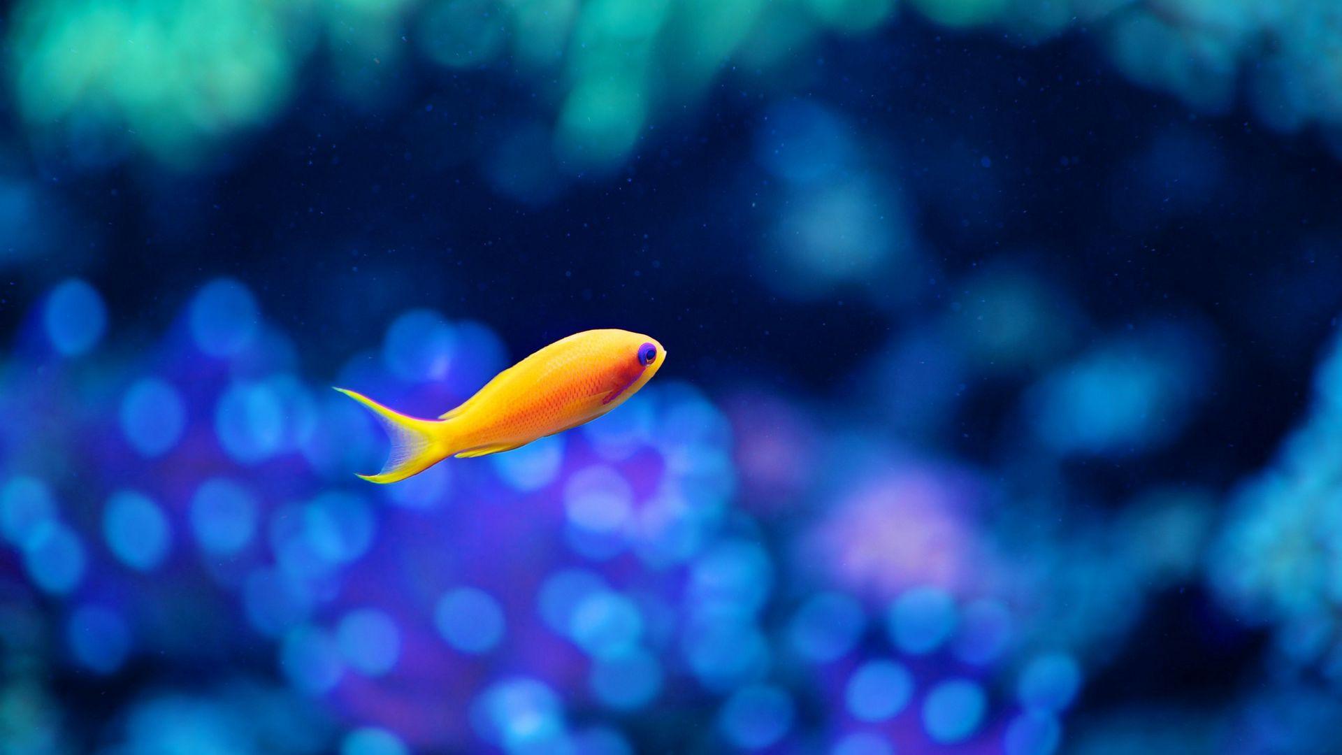 1920x1080 Download wallpaper 1920x1080 fish, gold, swimming, underwater world full hd, hdtv, fhd, 1080p HD background