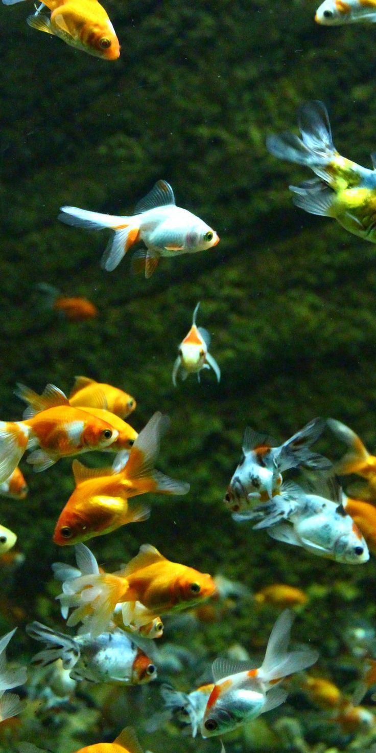 736x1472 Aquarium, goldfish, swim, underwater, 1080x2160 wallpaper. Fish wallpaper, Goldfish types, Aquarium