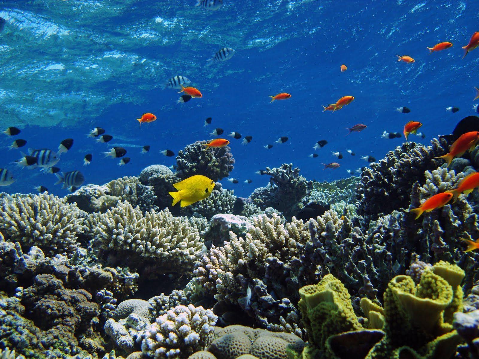 1600x1200 Wallpaper Fish In Water