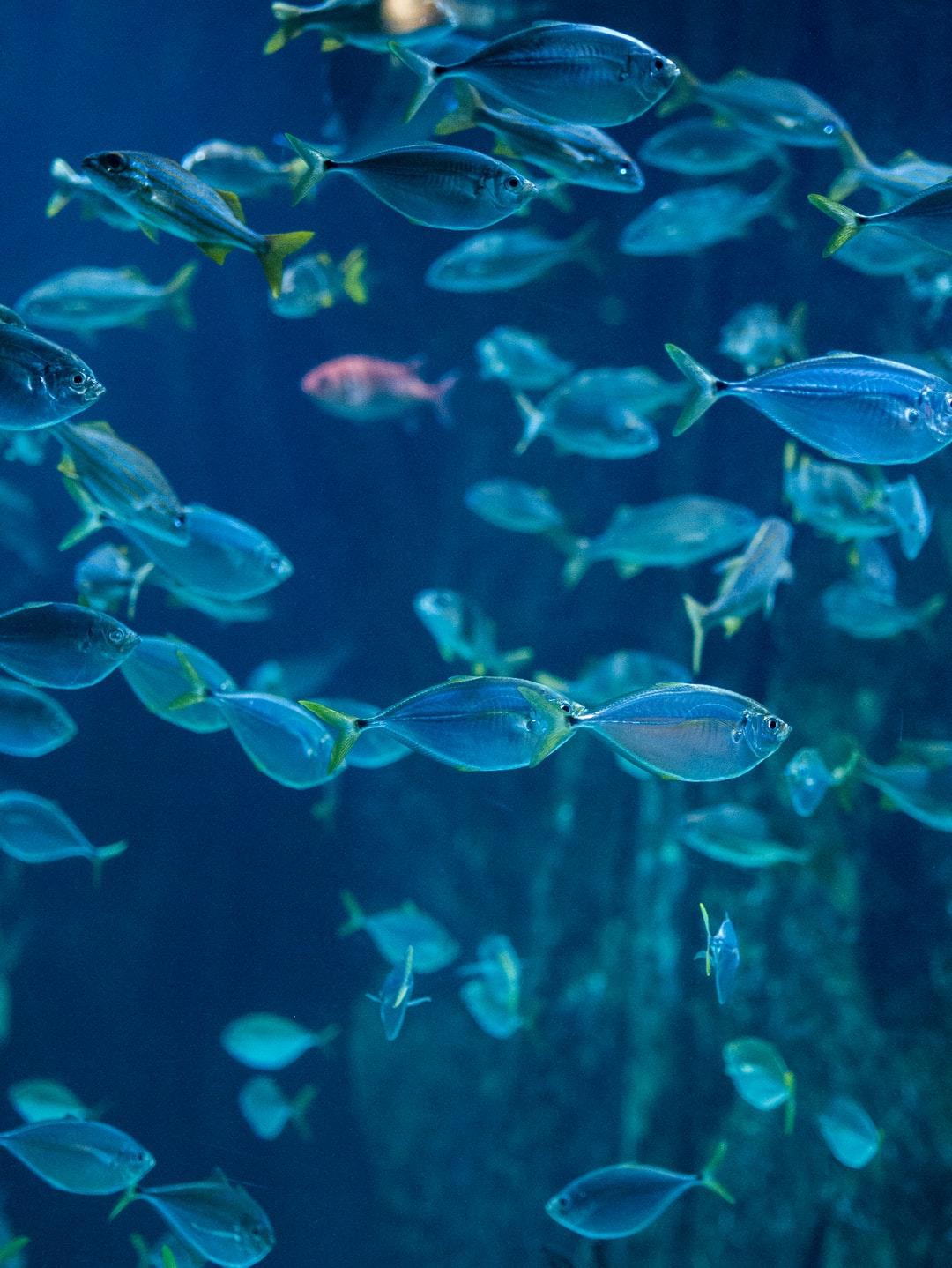 1080x1438 Fish Background Image: Download HD Background