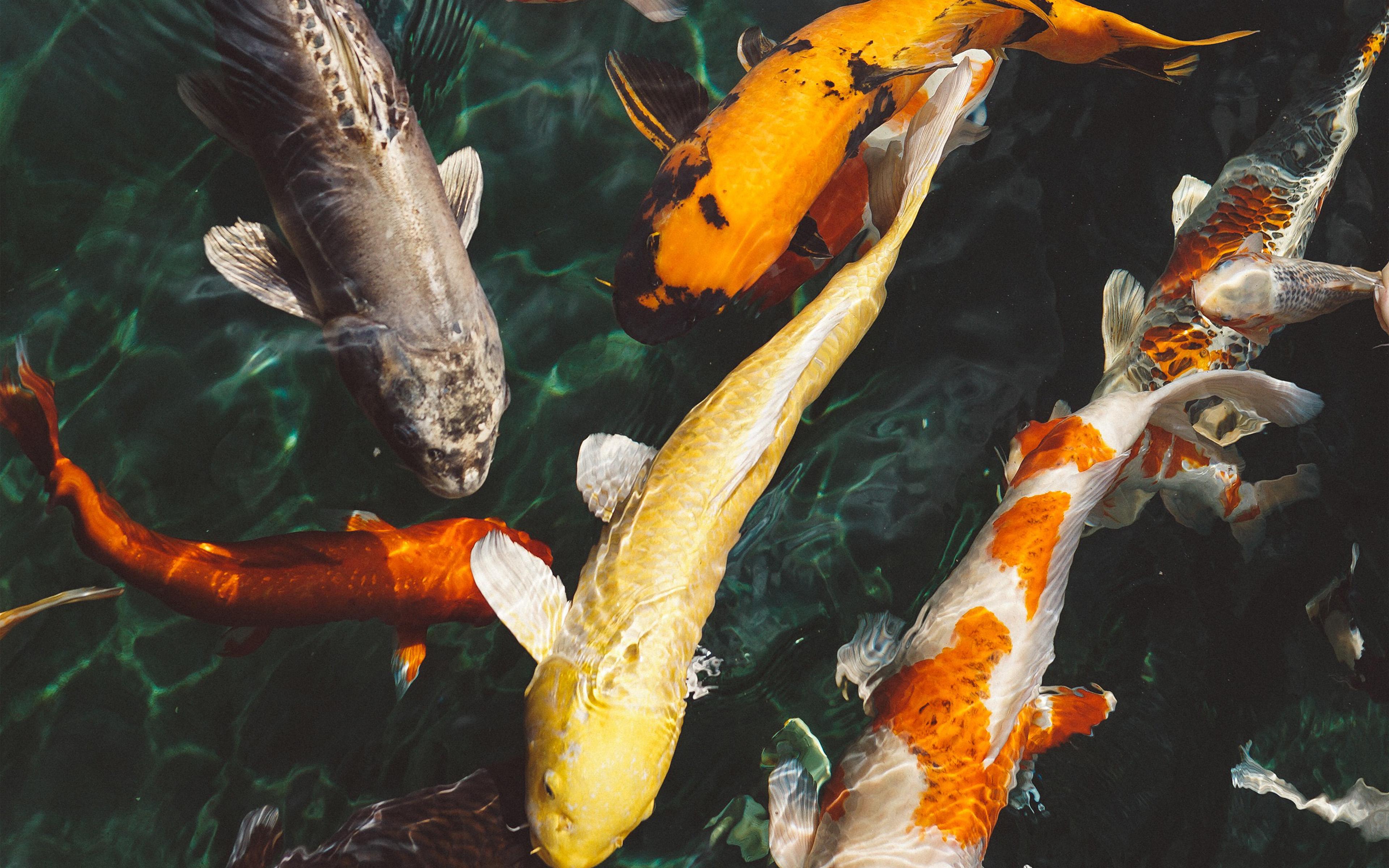 3840x2400 Fish Water Animal Swim Wallpaper