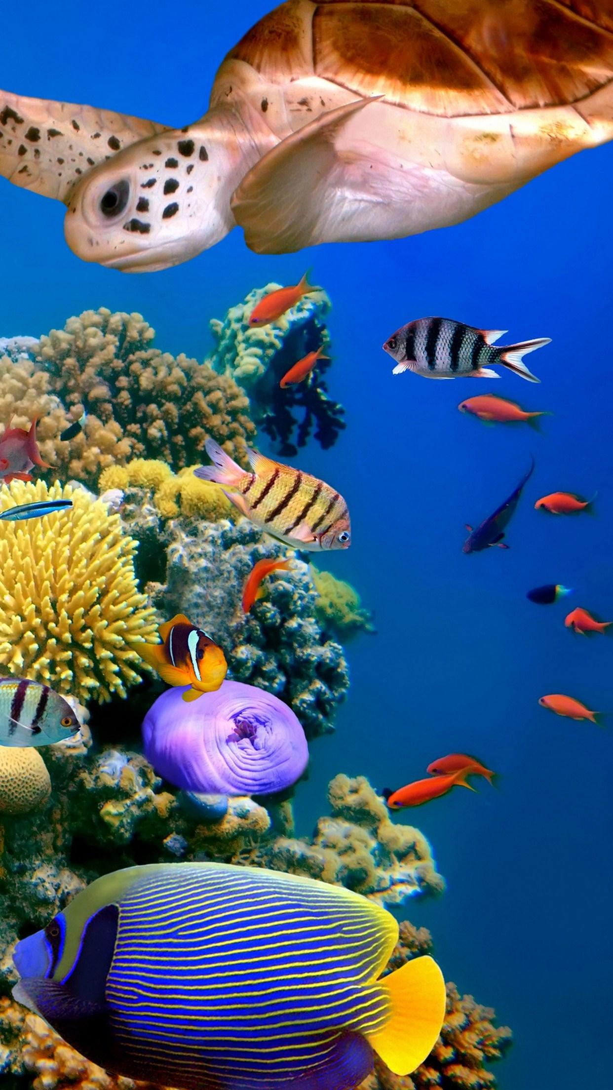 1242x2208 Underwater Fish 3wallpaper iPhone Parallax Underwater X Fish Background HD Wallpaper