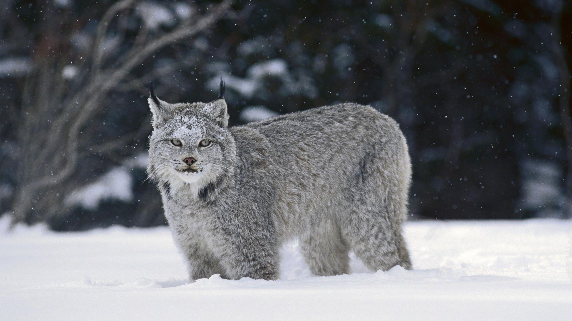 1920x1080 Canadian Lynx Wallpaper