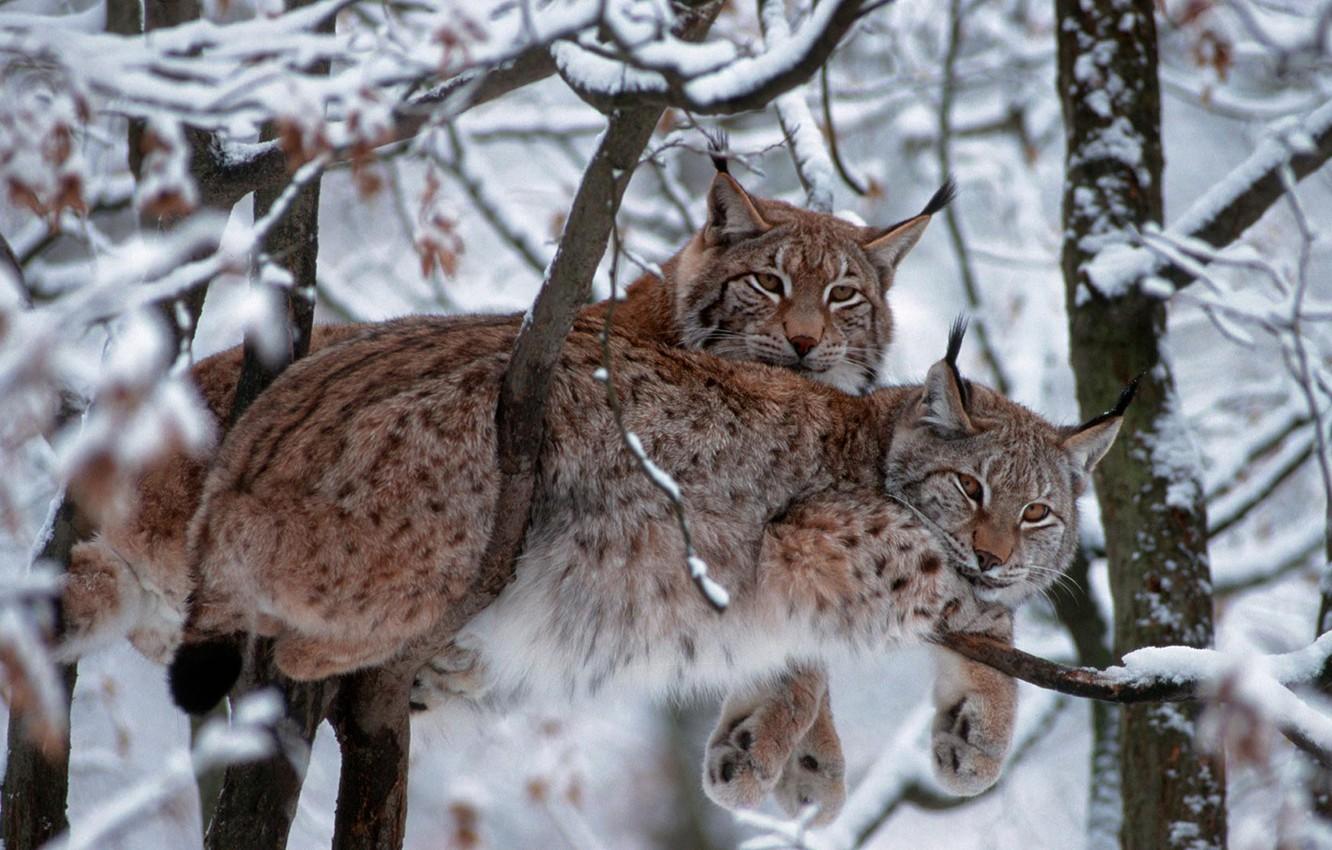 1332x850 Wallpaper winter, cat, snow, trees, branches, Germany, Eurasian lynx, National Park Bavarian forest, lynx vulgaris image for desktop, section животные