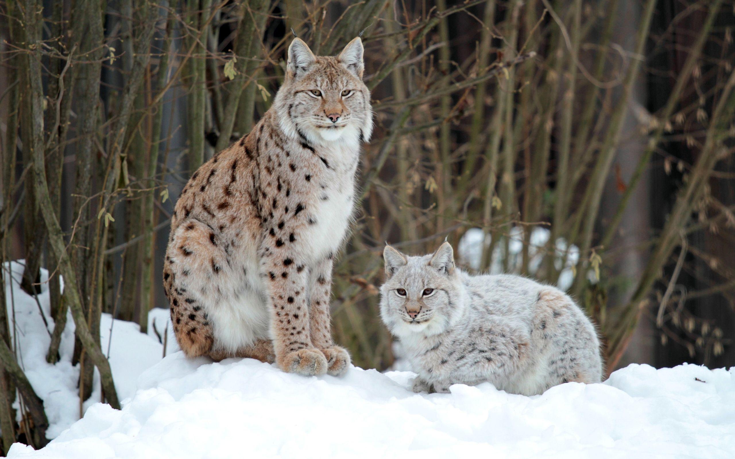 2560x1600 Lynx Pair Wide Wallpaper. Cats, Pets cats, Animals