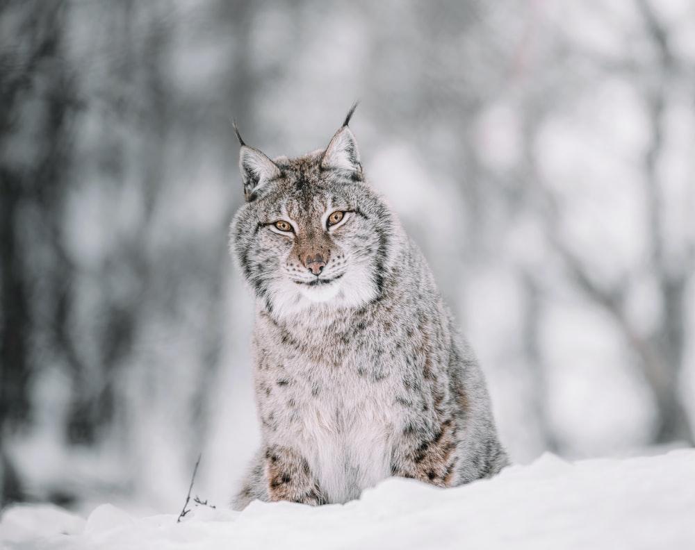 1000x792 Eurasian Lynx Picture. Download Free Image