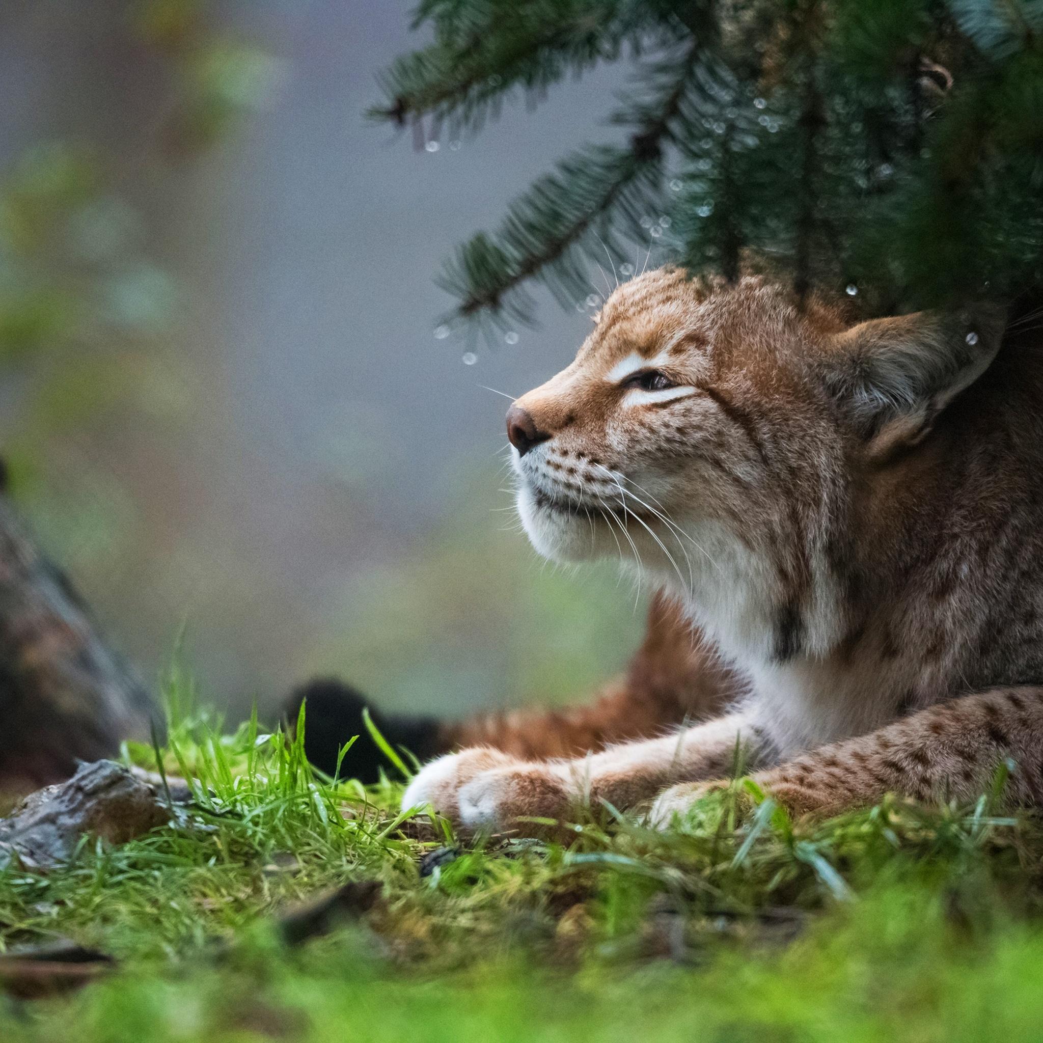 2048x2048 Lynx iPad Air HD 4k Wallpaper, Image, Background, Photo and Picture