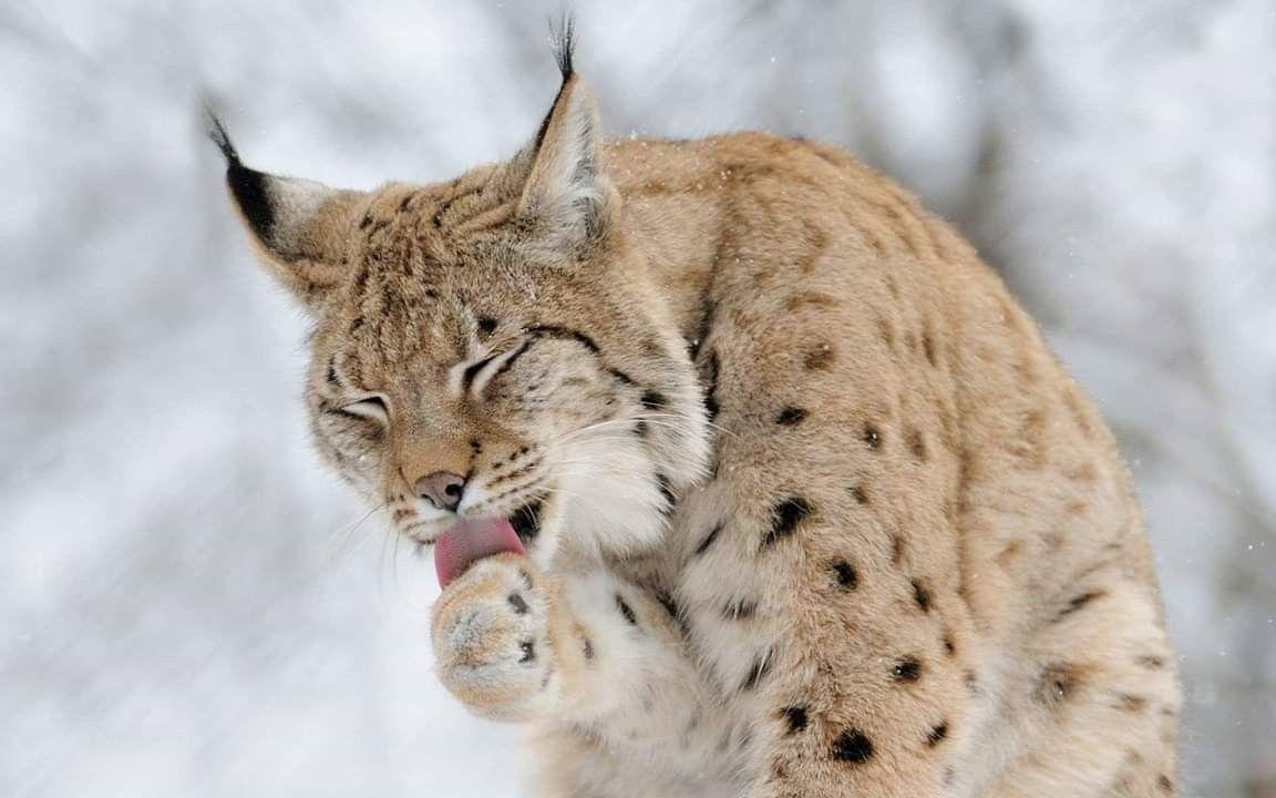 1152x720 Luchse ❣. Lynx, Cats, Animals
