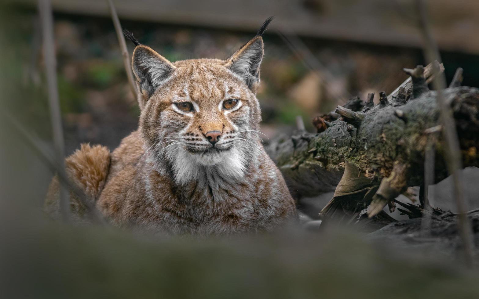 1568x980 Portrait of Eurasian lynx
