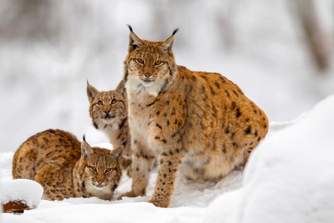 1120x747 Eurasian lynx (Lynx lynx), download or print for £12.40