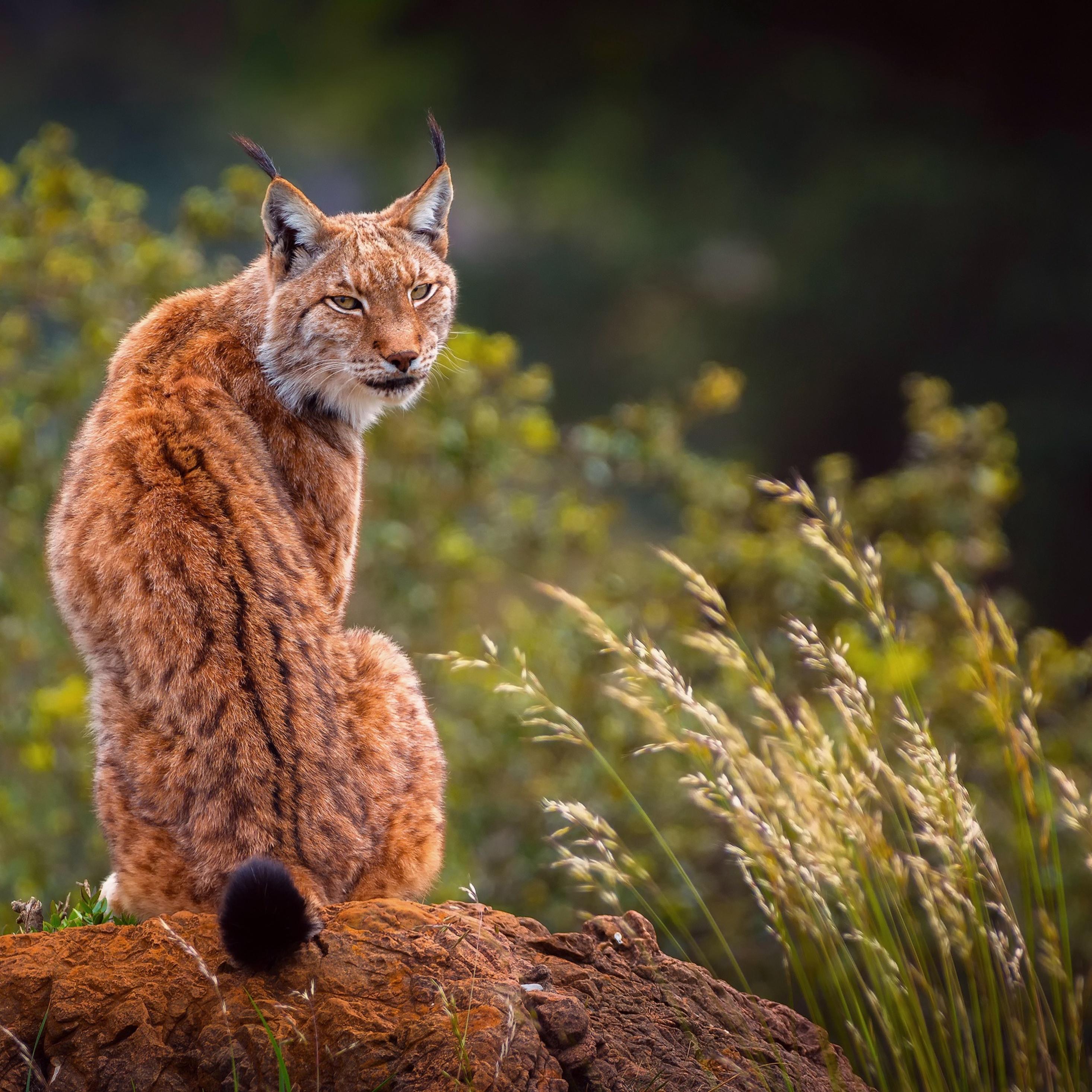 2932x2932 Lynx Predator iPad Pro Retina Display HD 4k Wallpaper, Image, Background, Photo and Picture