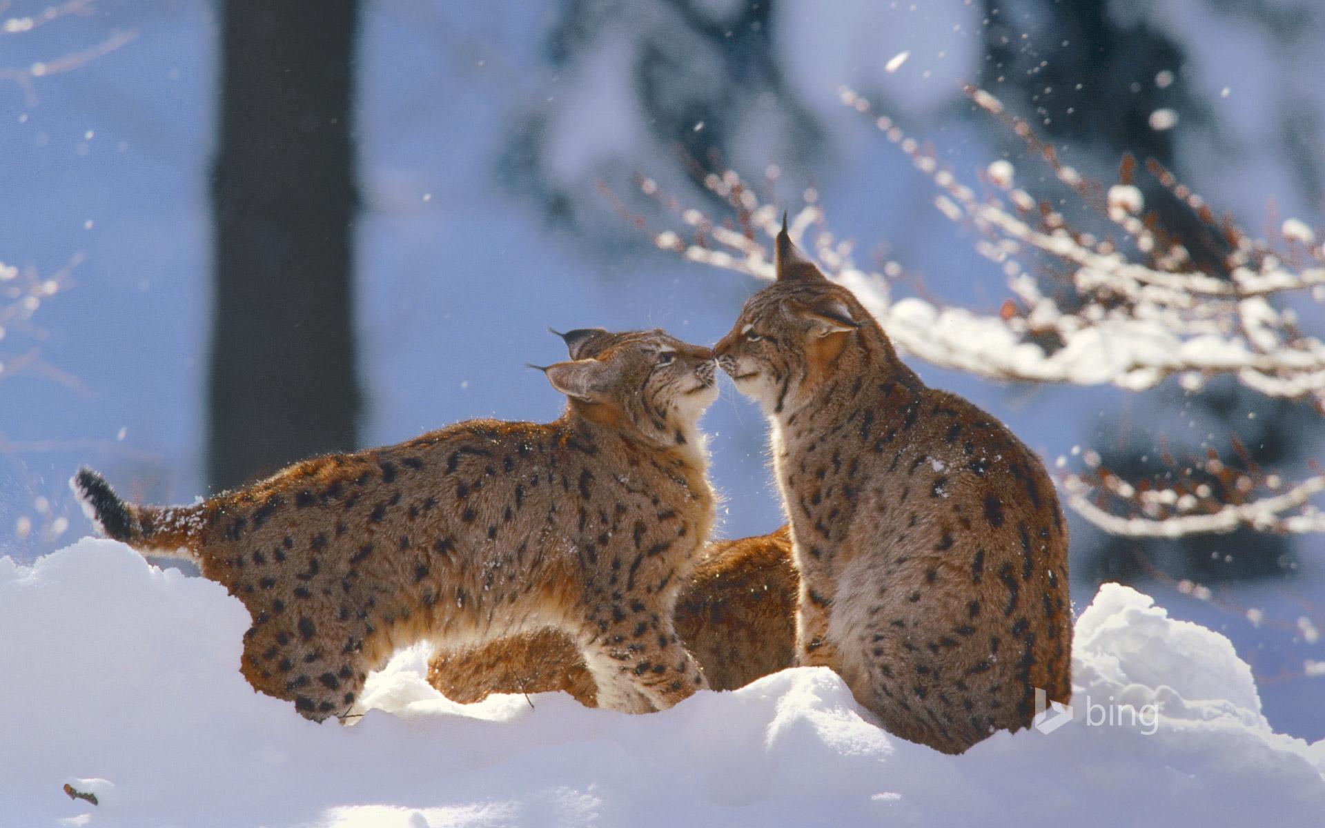 1920x1200 Eurasian lynx in the Bavarian Forest National Park, Germany