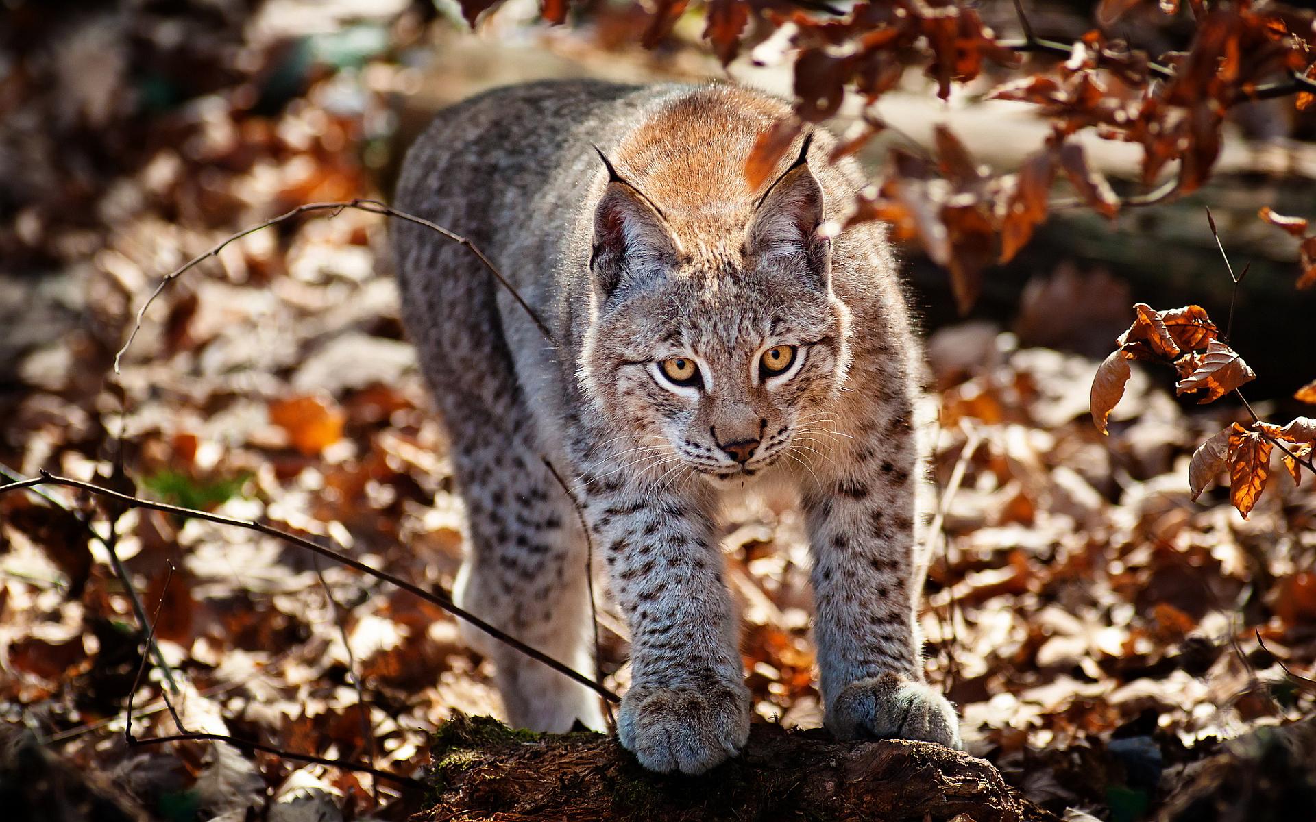1920x1200 Lynx cat
