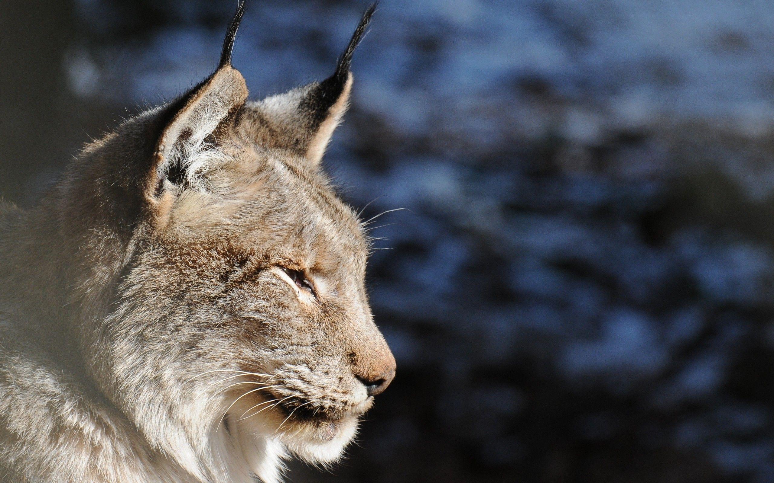 2560x1600 un lince. Wild cats, Canada lynx, Lynx