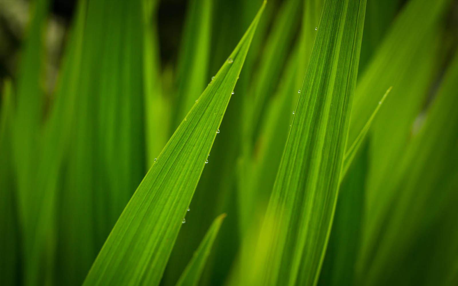 Tall Grass Wallpapers Top Free Tall Grass Backgrounds Wallpaperaccess