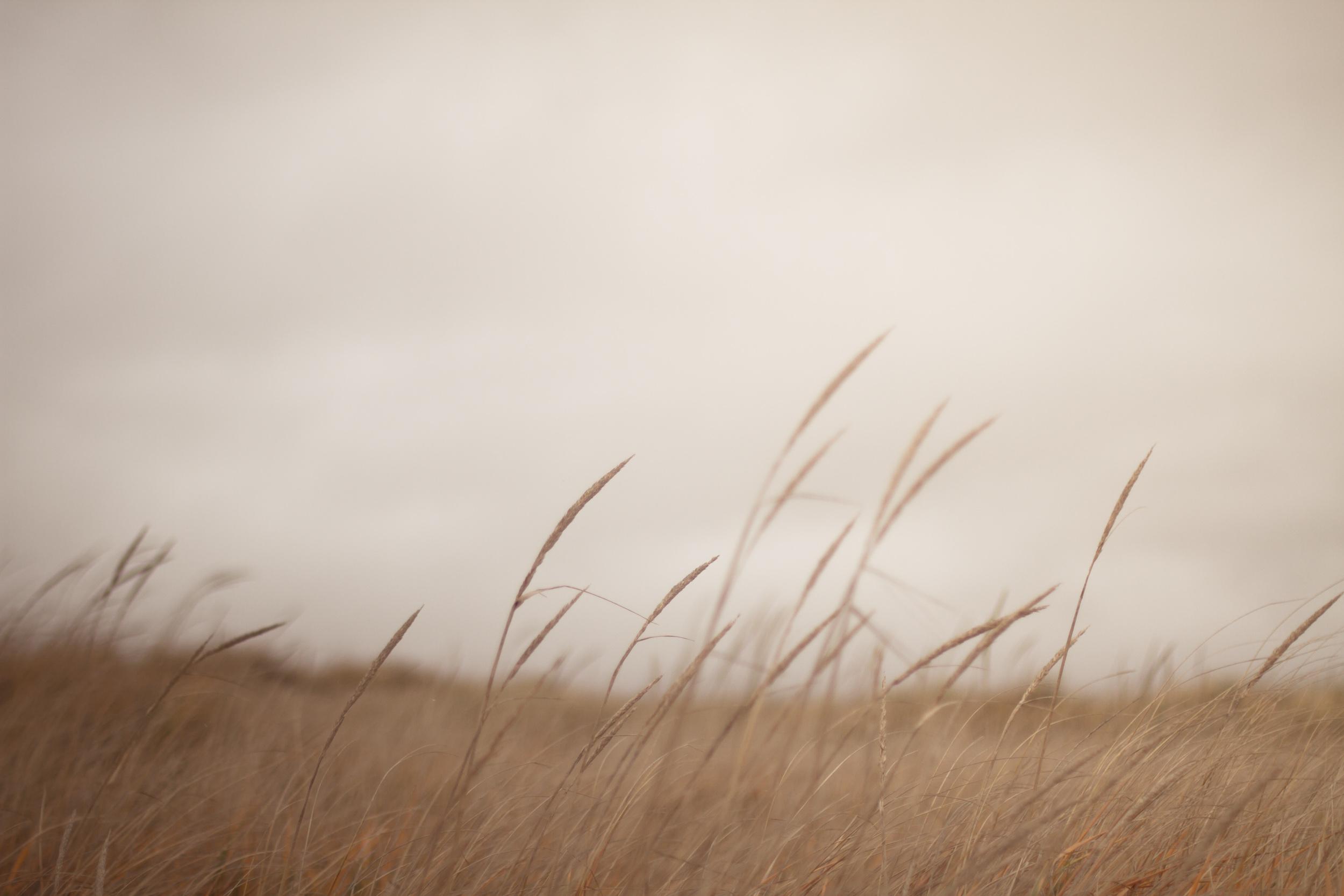 Tall Grass Wallpapers Top Free Tall Grass Backgrounds Wallpaperaccess