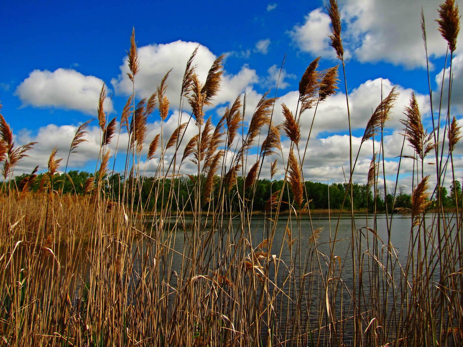 1600x1200 XS Wallpaper HD: Tall Grass Wallpaper