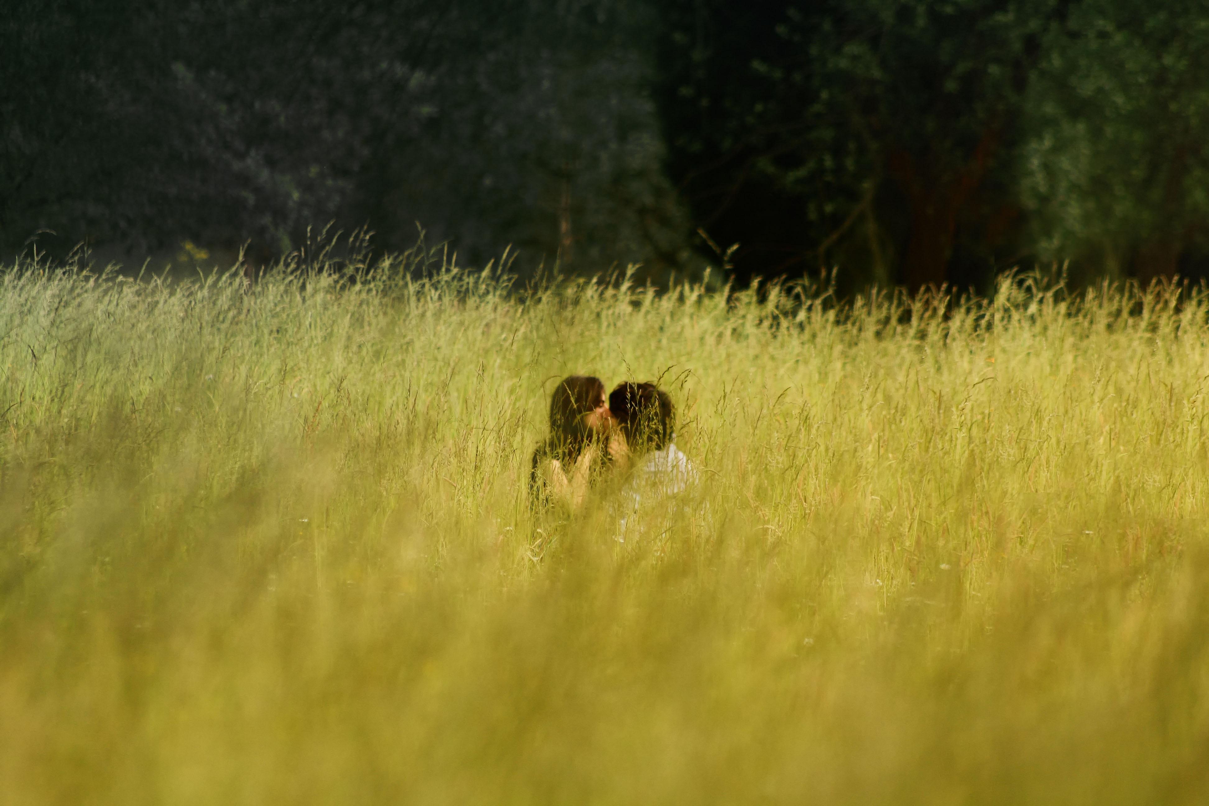 3888x2592 tall grass HD wallpaper, Background