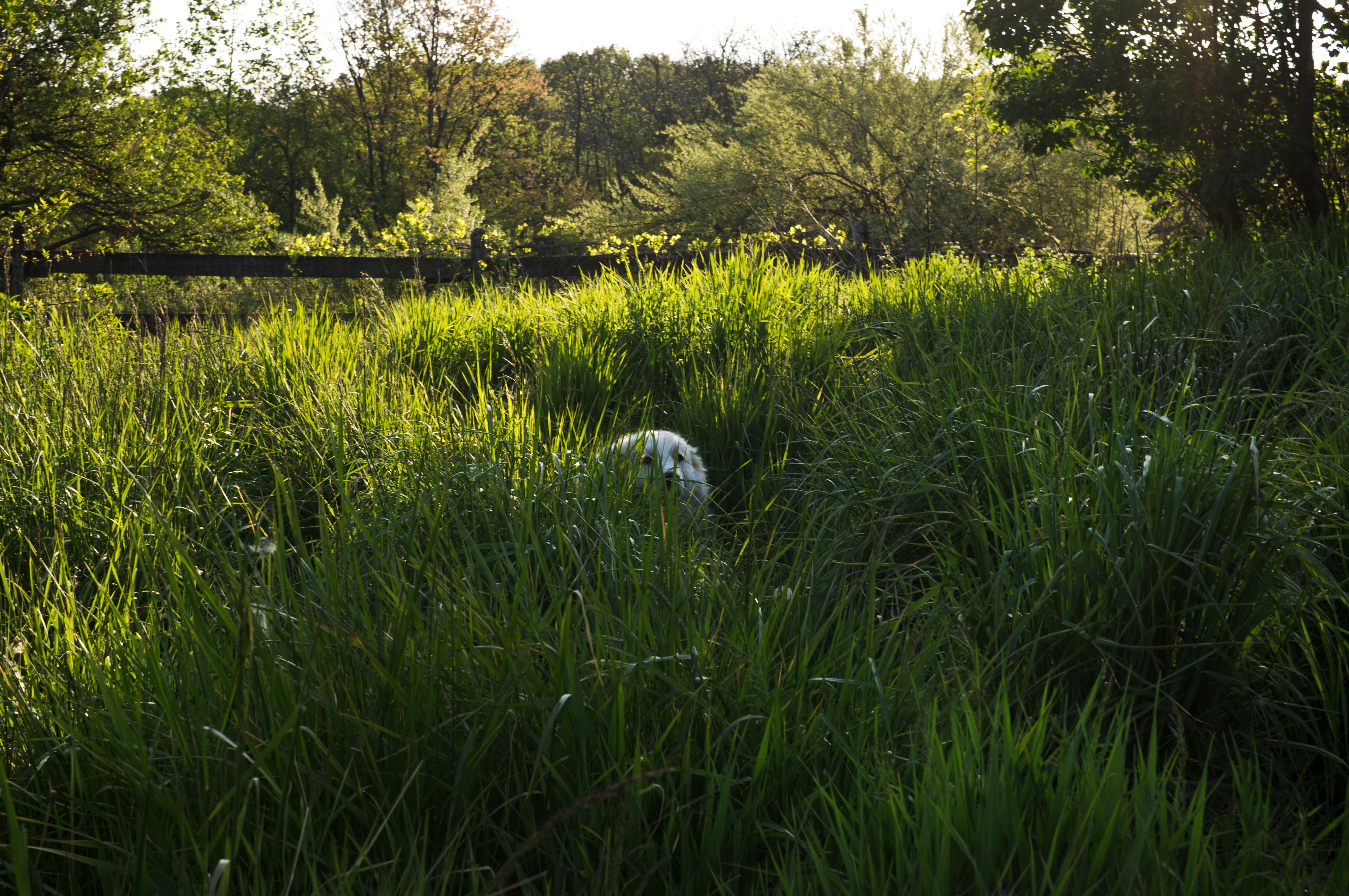 4912x3264 Great Pyrenees dog hiding in the tall grass wallpaper and image, picture, photo