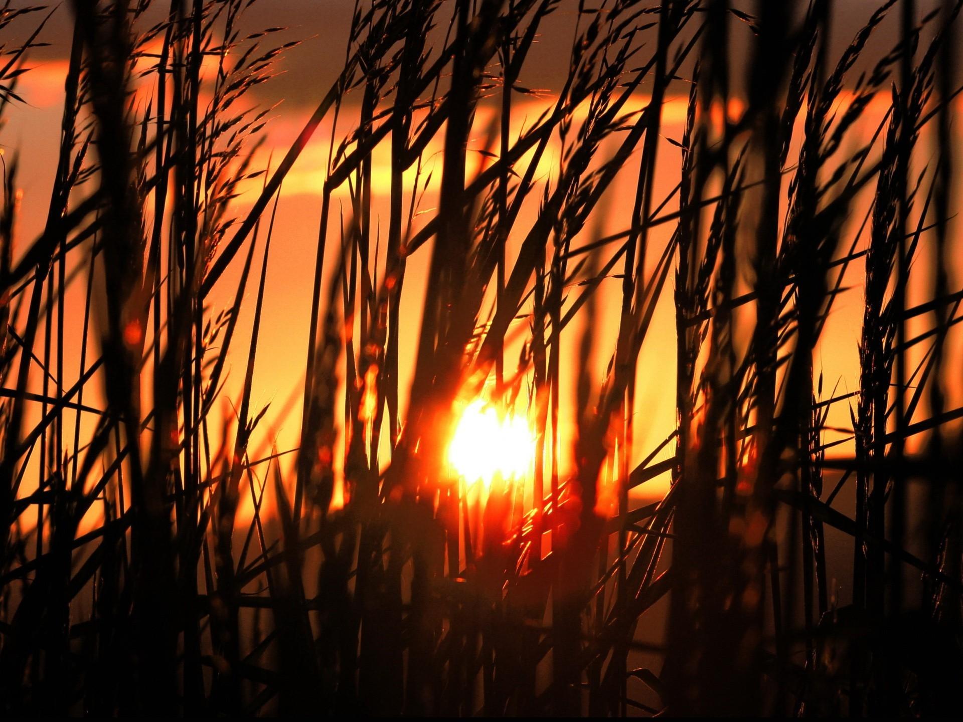 1920x1440 Early Morning Sun Shiningl Grass wallpaperx1440