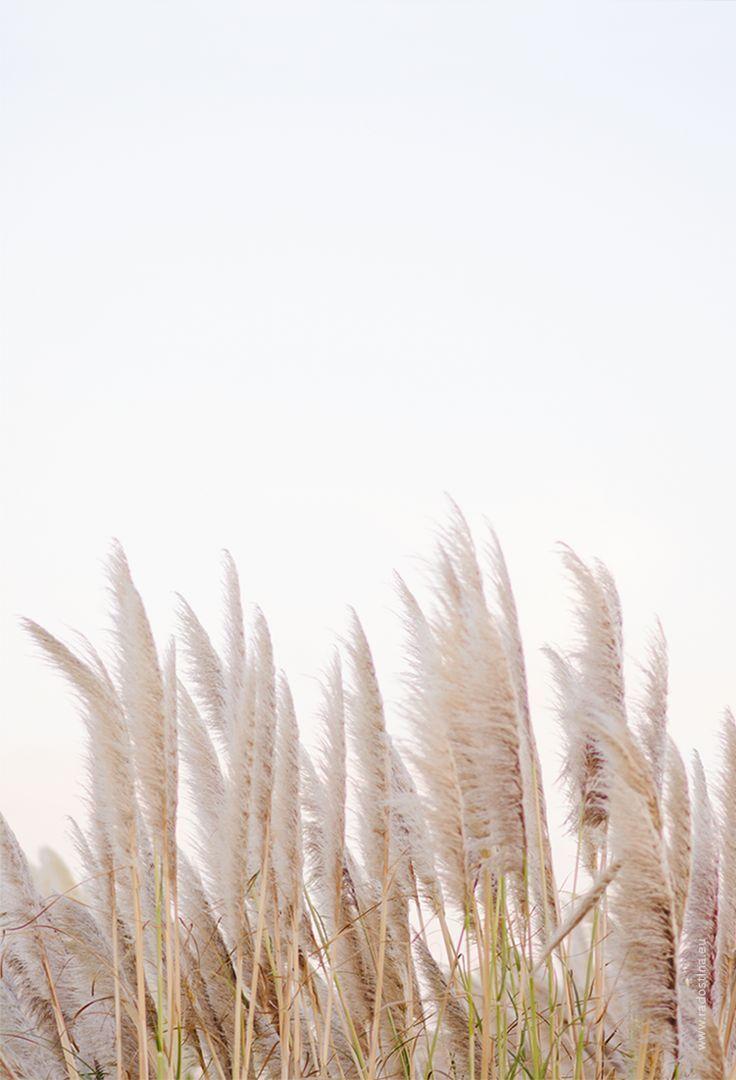 736x1080 Grasses, particularly tall grasses are so visually and sensuously interesting. Most particula. Minimalist photography, Aesthetic wallpaper, Wallpaper background