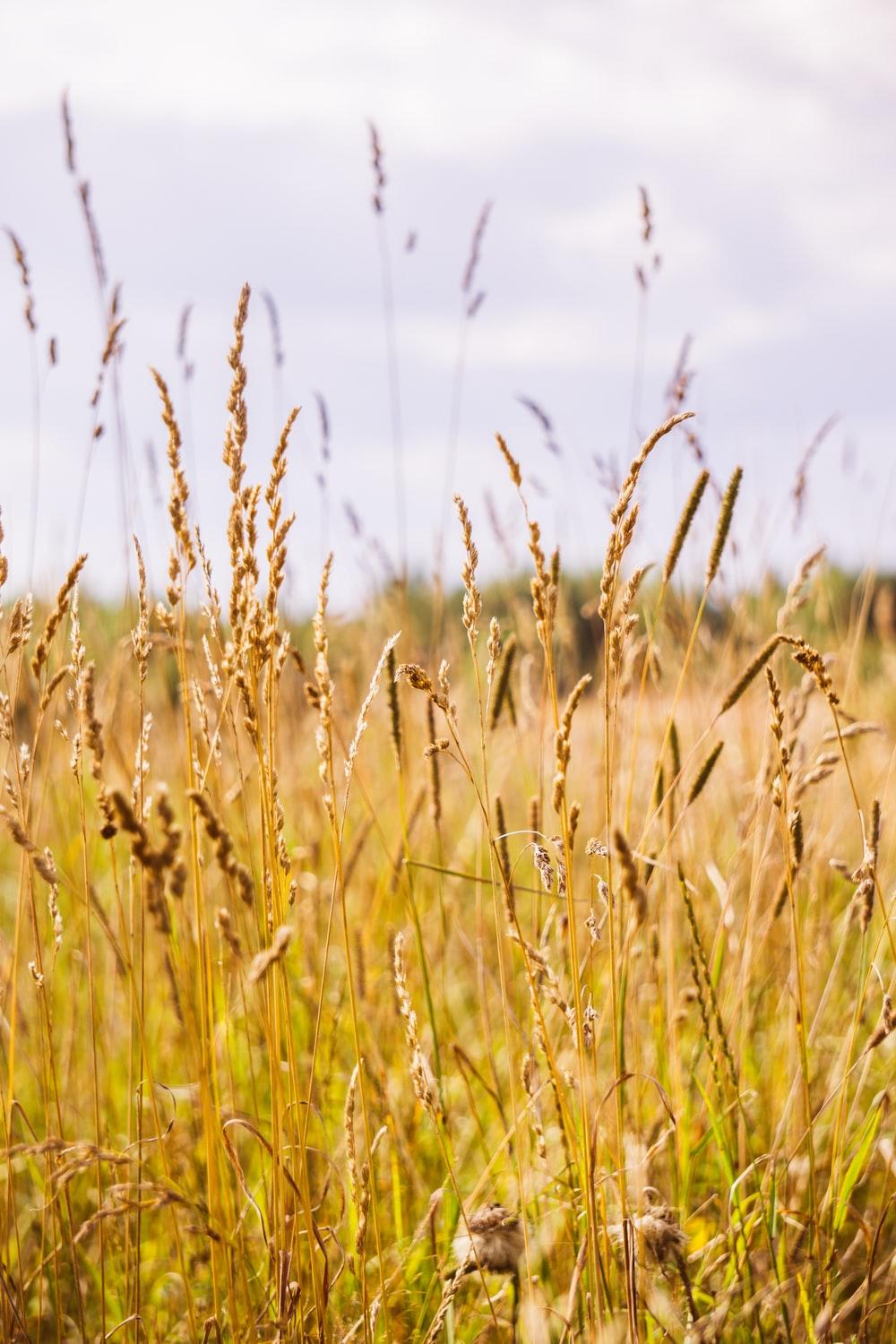 1000x1500 Dry Grass Picture. Download Free Image