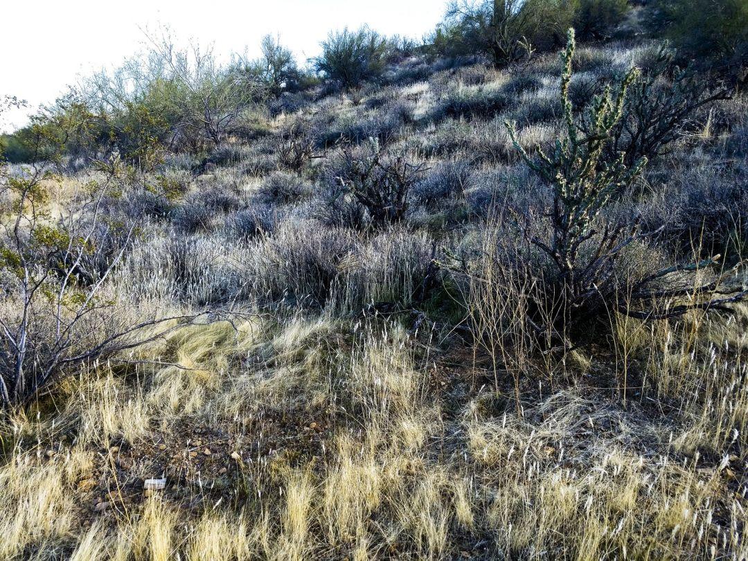 1080x810 Shrub Tree Desert Dry Wild Wilderness Southwest Background Foothills Tall Grass / iPhone HD Wallpaper Background Download (png / jpg) (2021)