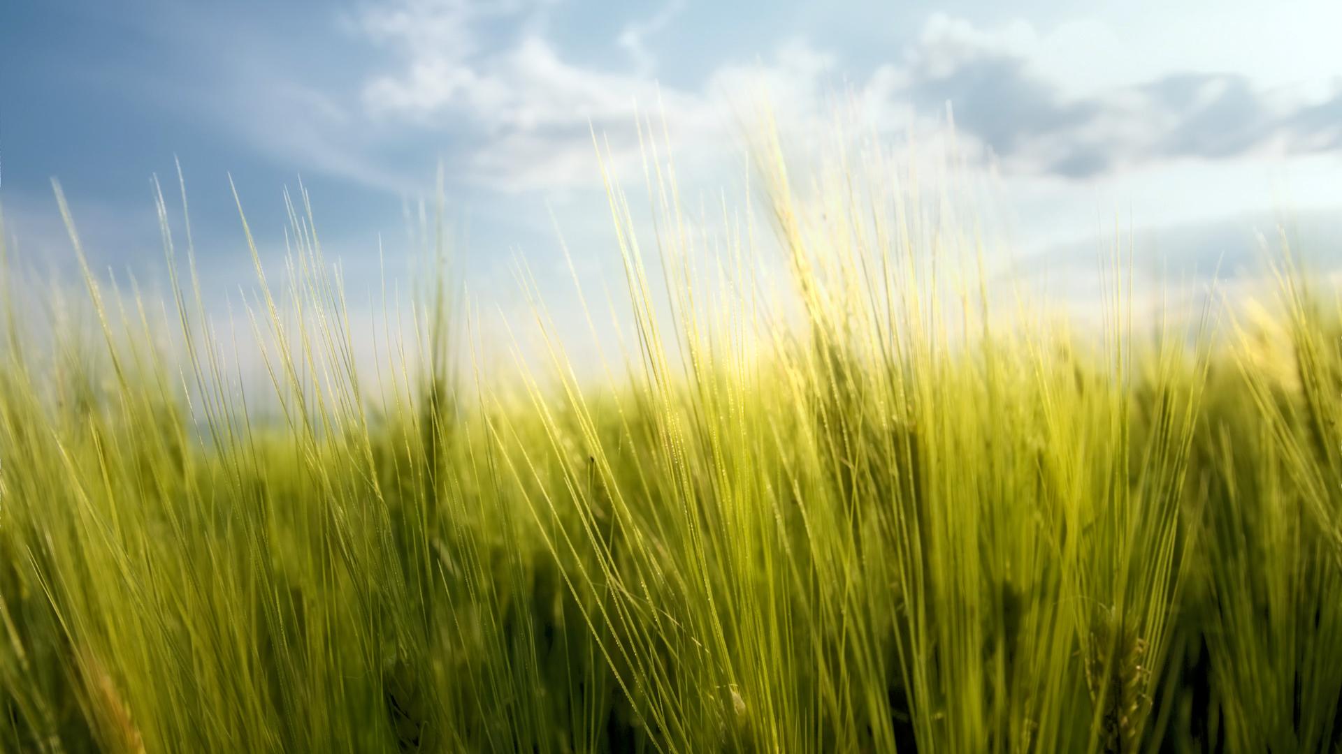 1920x1080 Grass HD Wallpaper