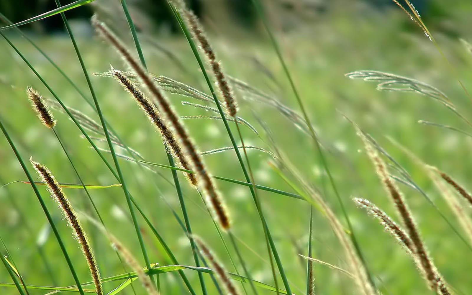 1600x1000 Free download Tag Tall Grass Wallpaper Background Photo Image and Picture [1600x1000] for your Desktop, Mobile & Tablet. Explore Tall Wallpaper. Tall Ship Wallpaper, Free Tall Ship Wallpaper, Tall