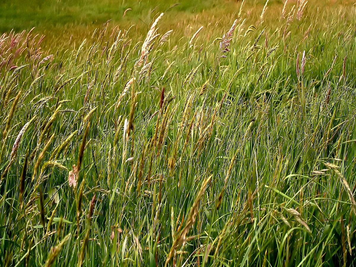 1200x900 Sweet grass wallpaper HD. Download Free background