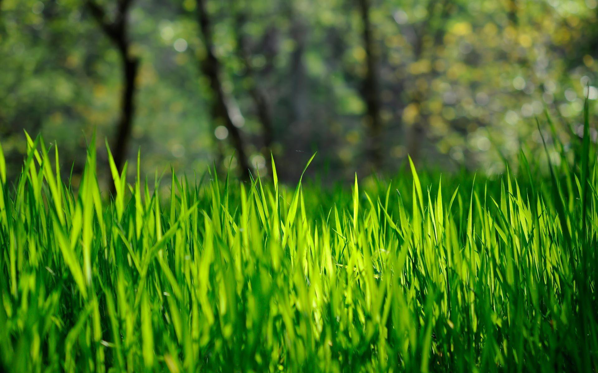 1920x1200 Stunning Spring Wallpaper