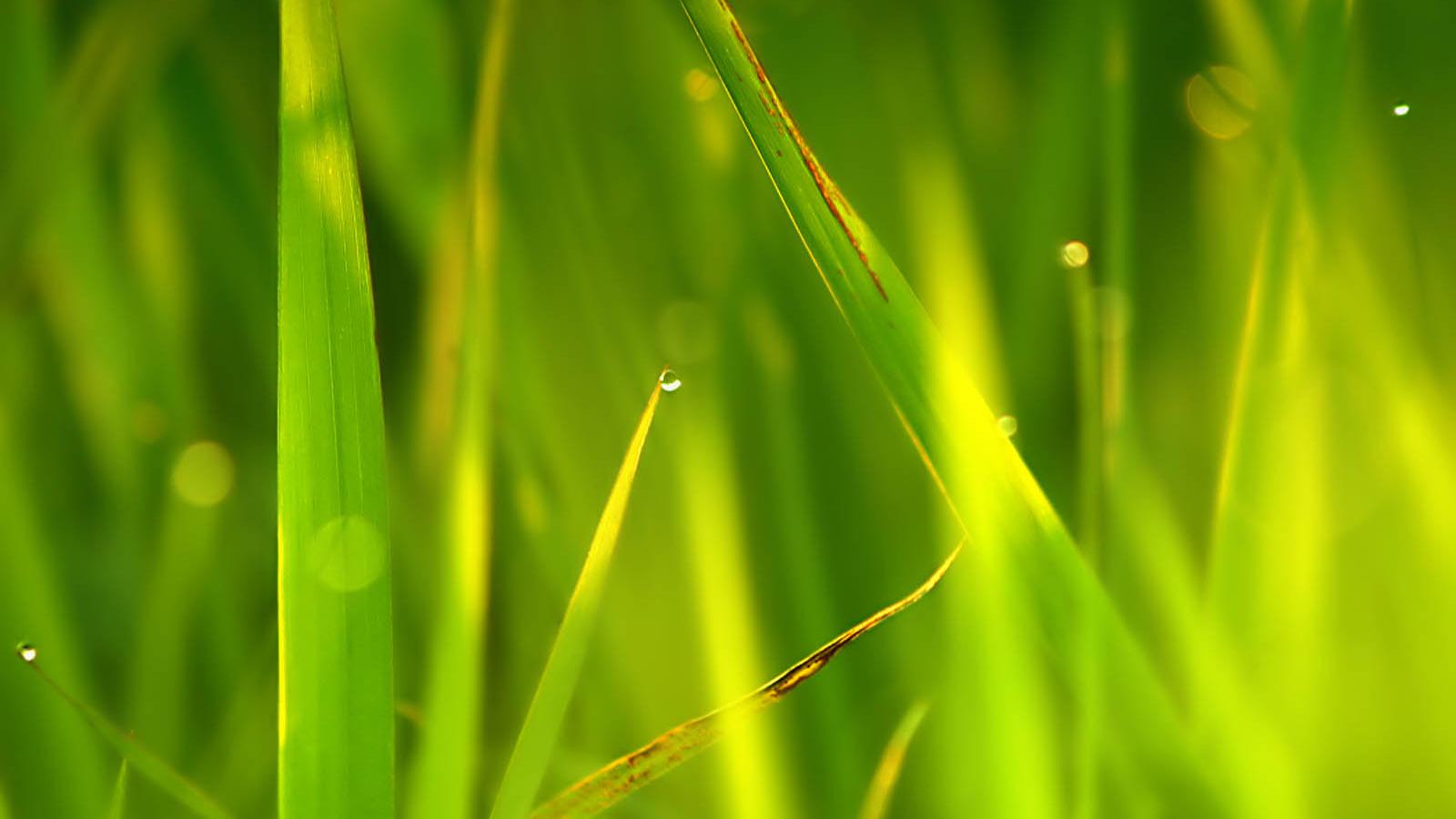 1600x900 Free download Keywords Tall Grass Wallpaper Tall GrassDesktop Wallpaper Tall [1600x1200] for your Desktop, Mobile & Tablet. Explore Tall Wallpaper. Tall Ship Wallpaper, Free Tall Ship Wallpaper, Tall Ship Wallpaper HD