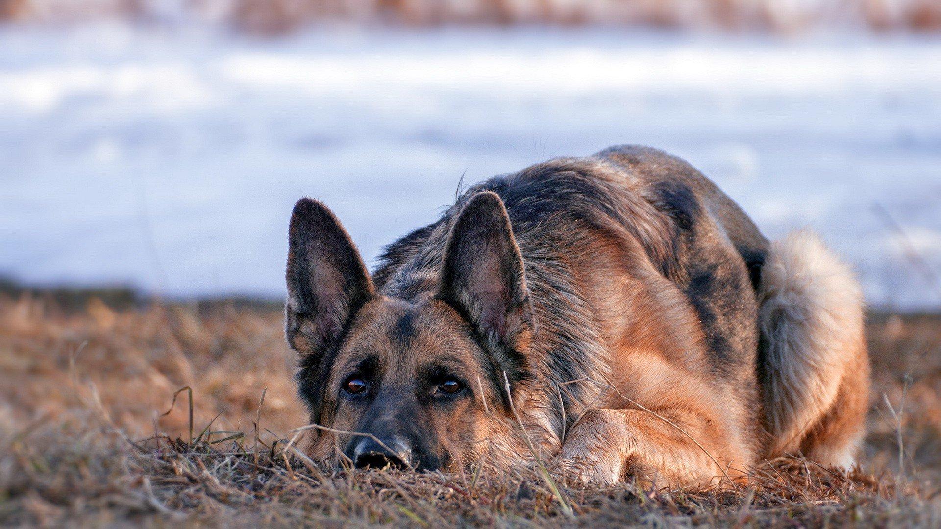 1920x1080 German Shepherd Dog Laptop Full HD 1080P HD 4k Wallpaper, Image, Background, Photo and Picture