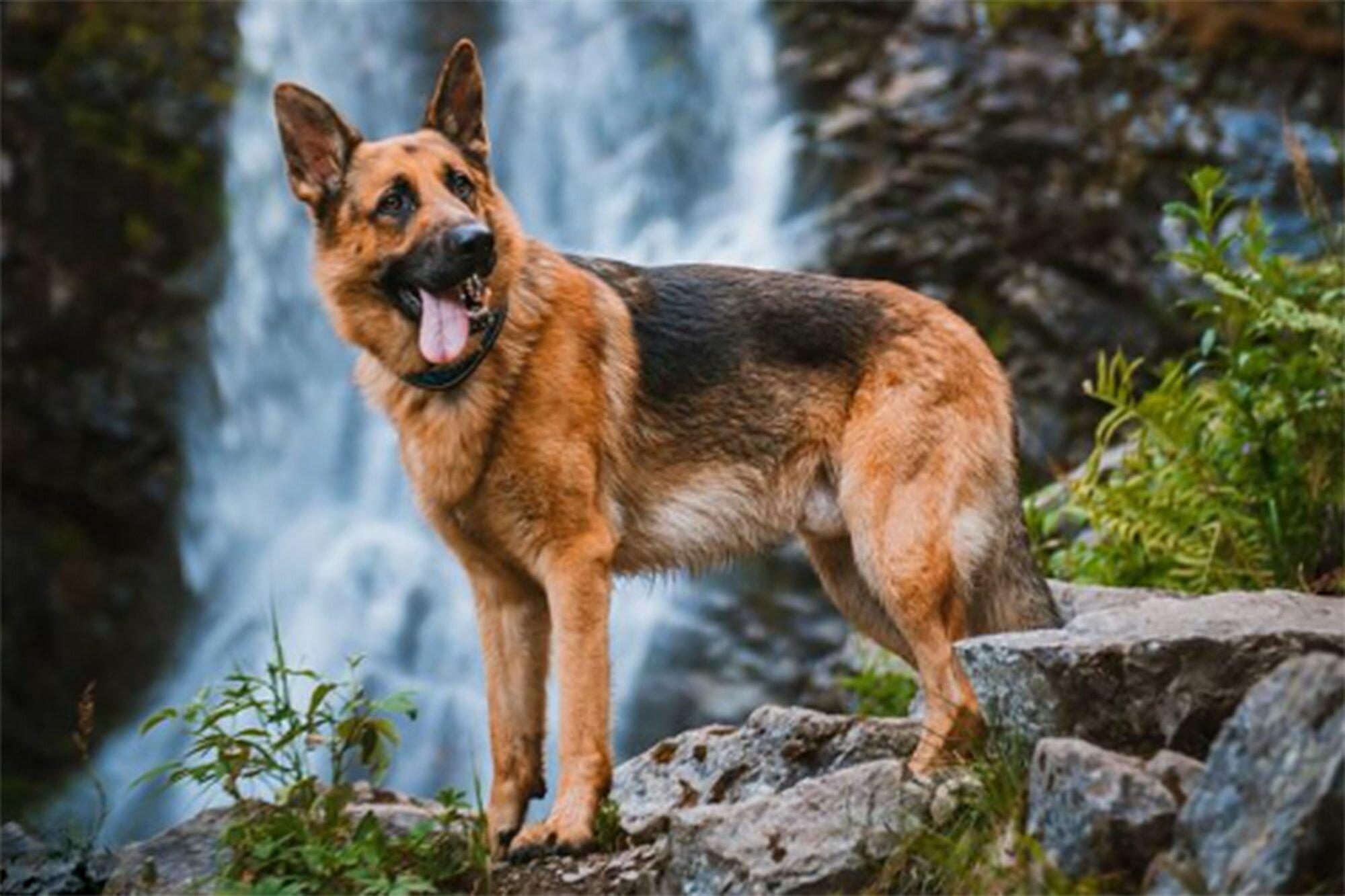 2000x1333 Adorable Picture of German Shepherds To Brighten Your Day