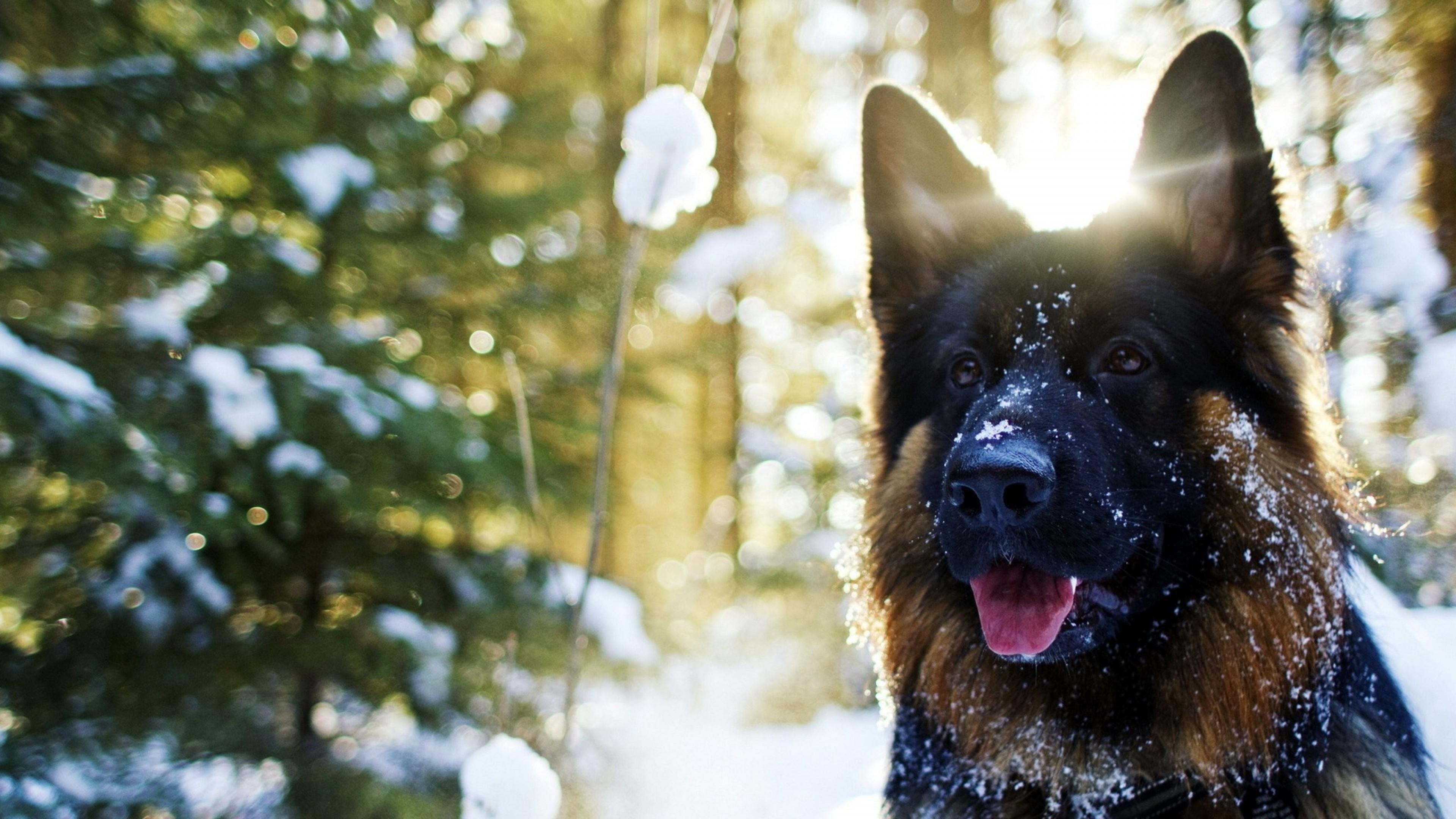 3840x2160 German Shepherd In Snow Laptop Full HD 1080P HD 4k Wallpaper, Image, Background, Photo and Picture