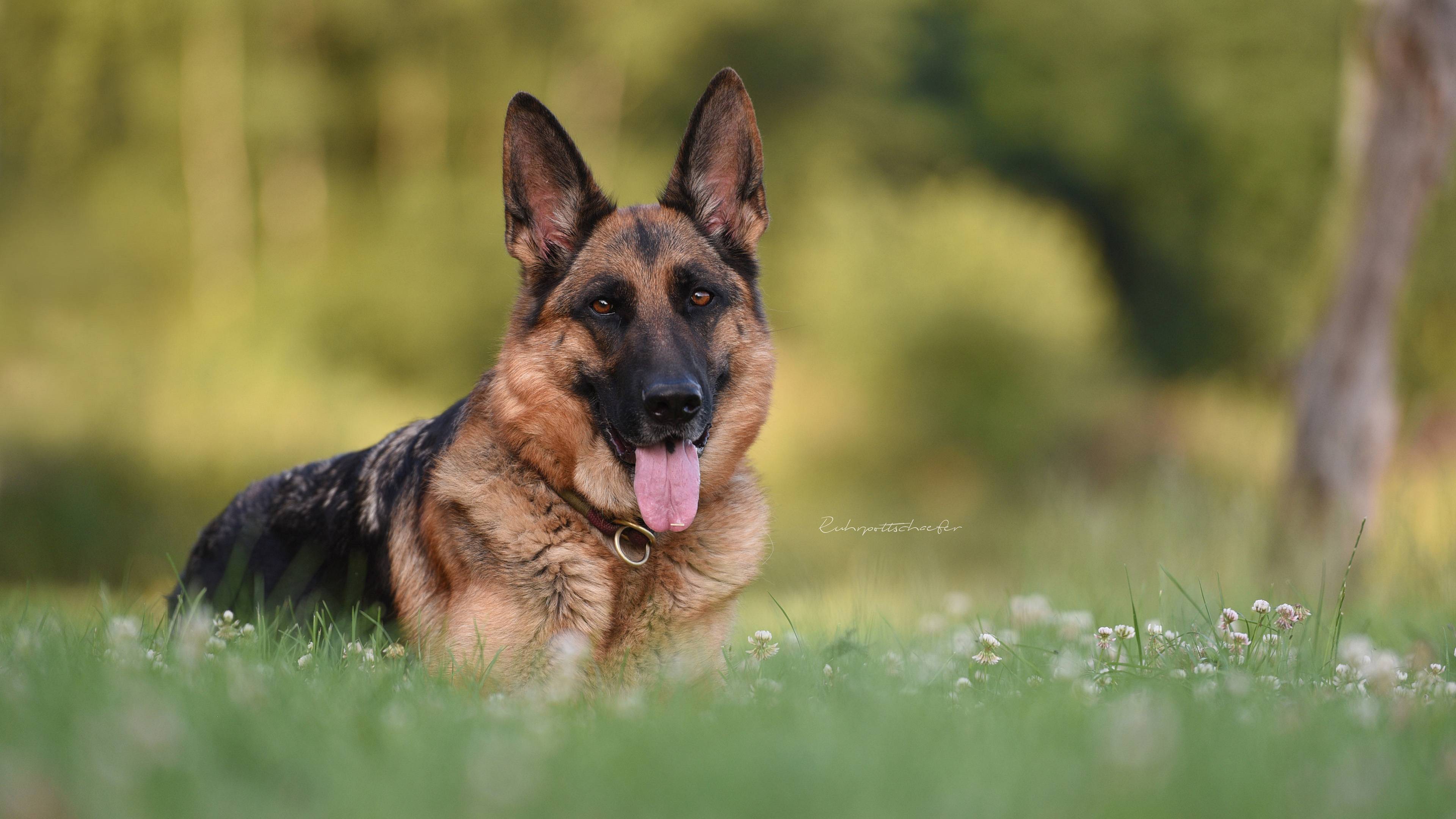 3840x2160 German Shepherd 4K HD Wallpaper