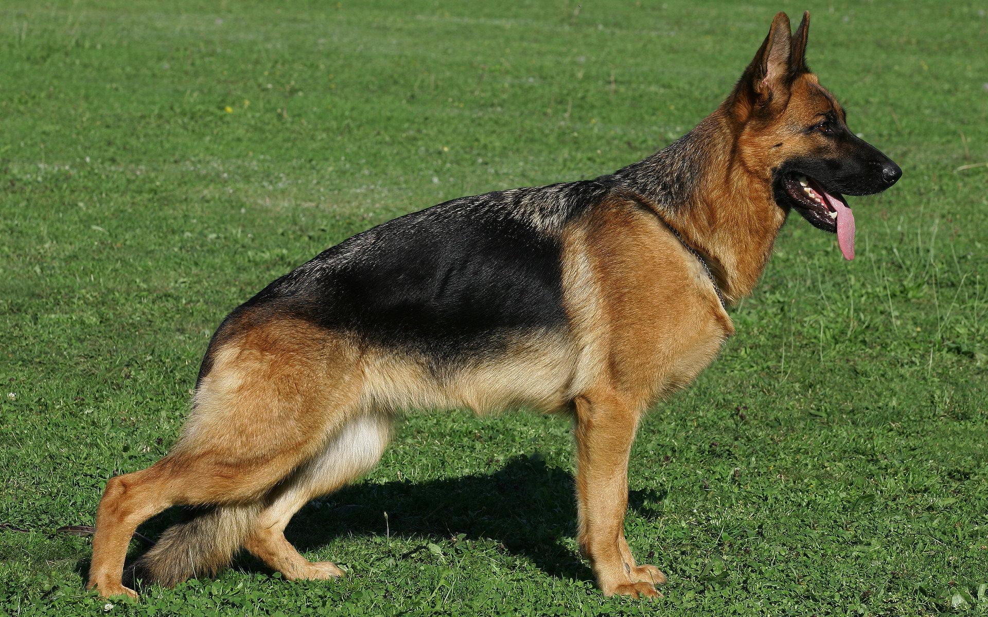 1920x1200 German Shepherd wallpaperx1200