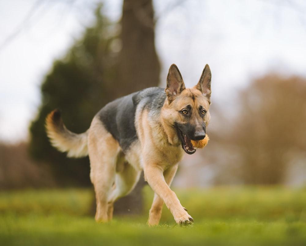 1000x805 German Shepherd Dog Picture [HD]. Download Free Image