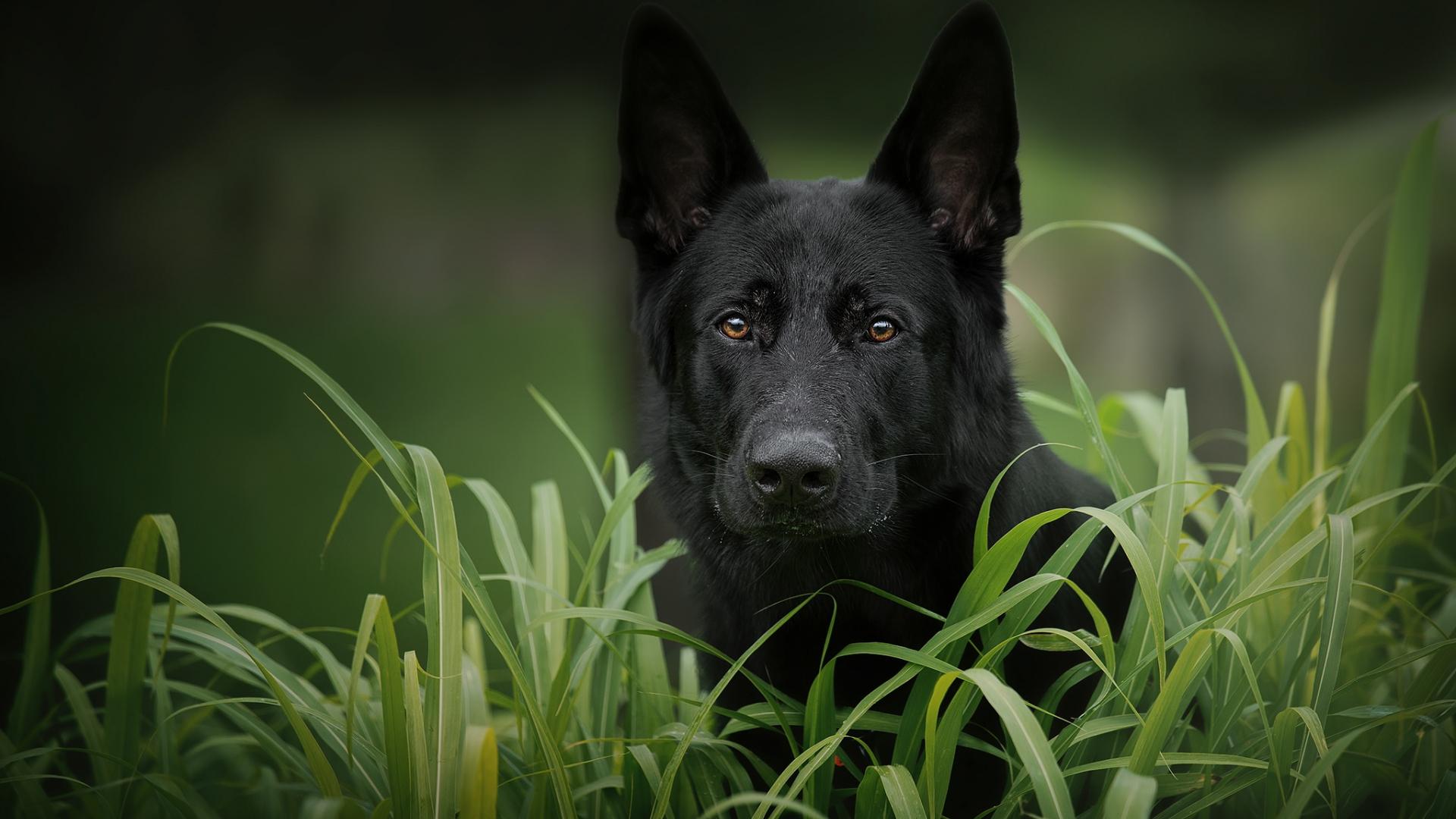 1920x1080 Desktop Wallpaper Black German Shepherd Dog Muzzle, HD Image, Picture, Background, 3phejr
