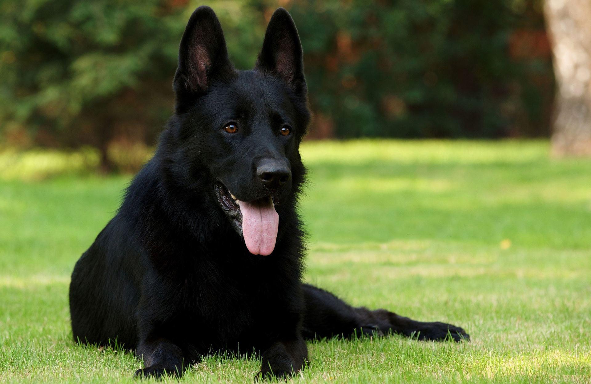 1920x1250 German Shepherd Black Dog Wallpaper