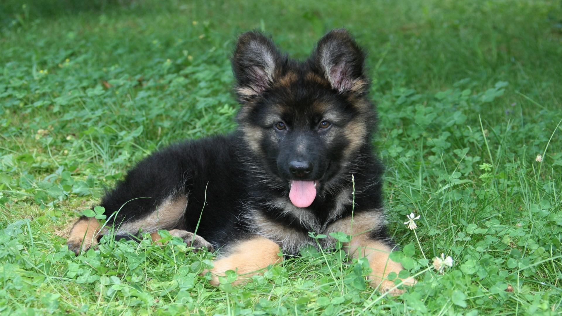 1920x1080 German Shepherd Wallpaper HD Download