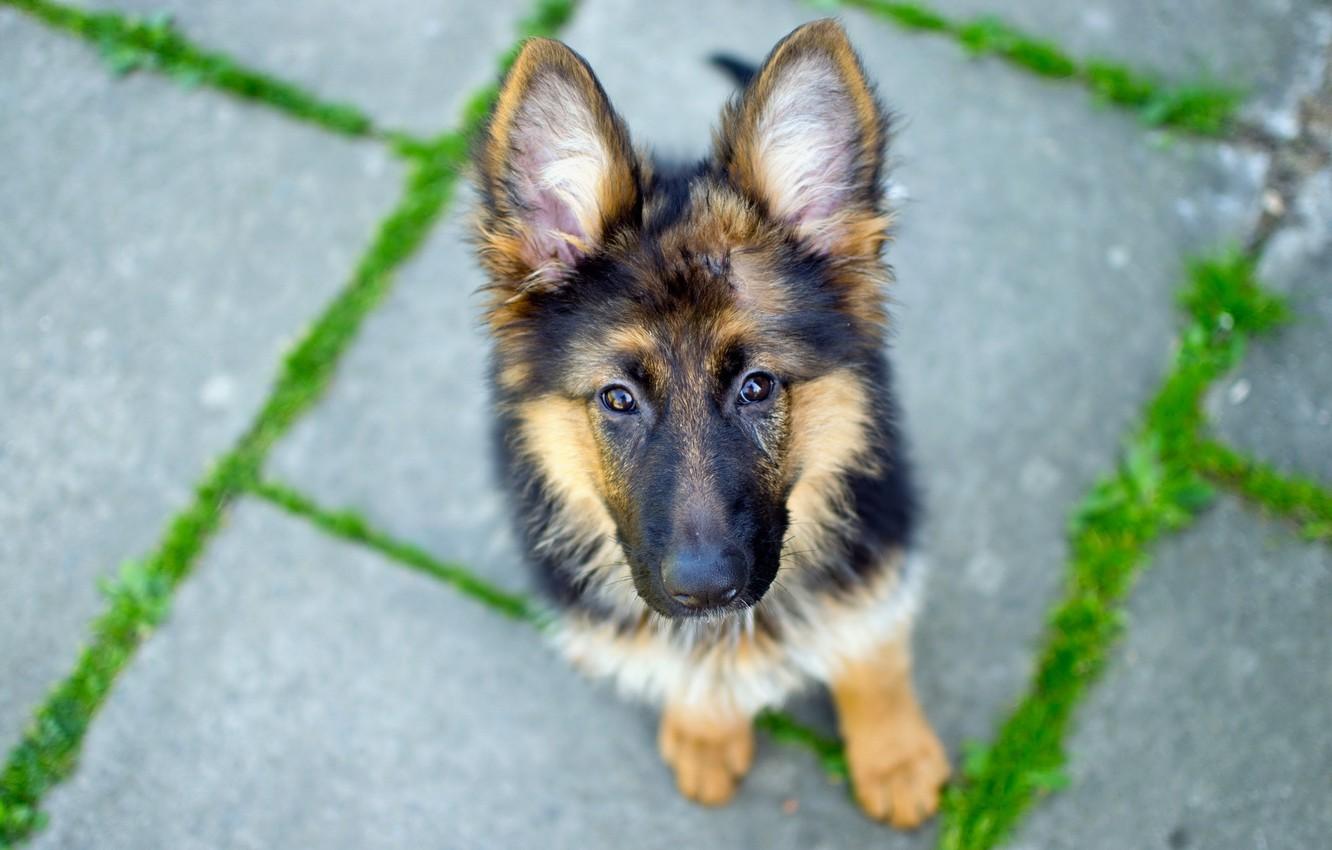 1332x850 Wallpaper look, Dog, German Shepherd image for desktop, section собаки