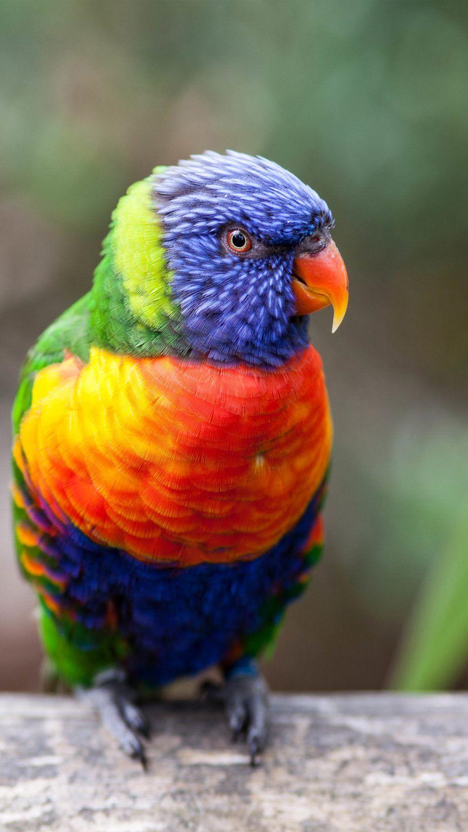 950x1689 Rainbow Lorikeet Parrot 4K Ultra HD Mobile Wallpaper. Parrot wallpaper, Pet birds, Beautiful birds