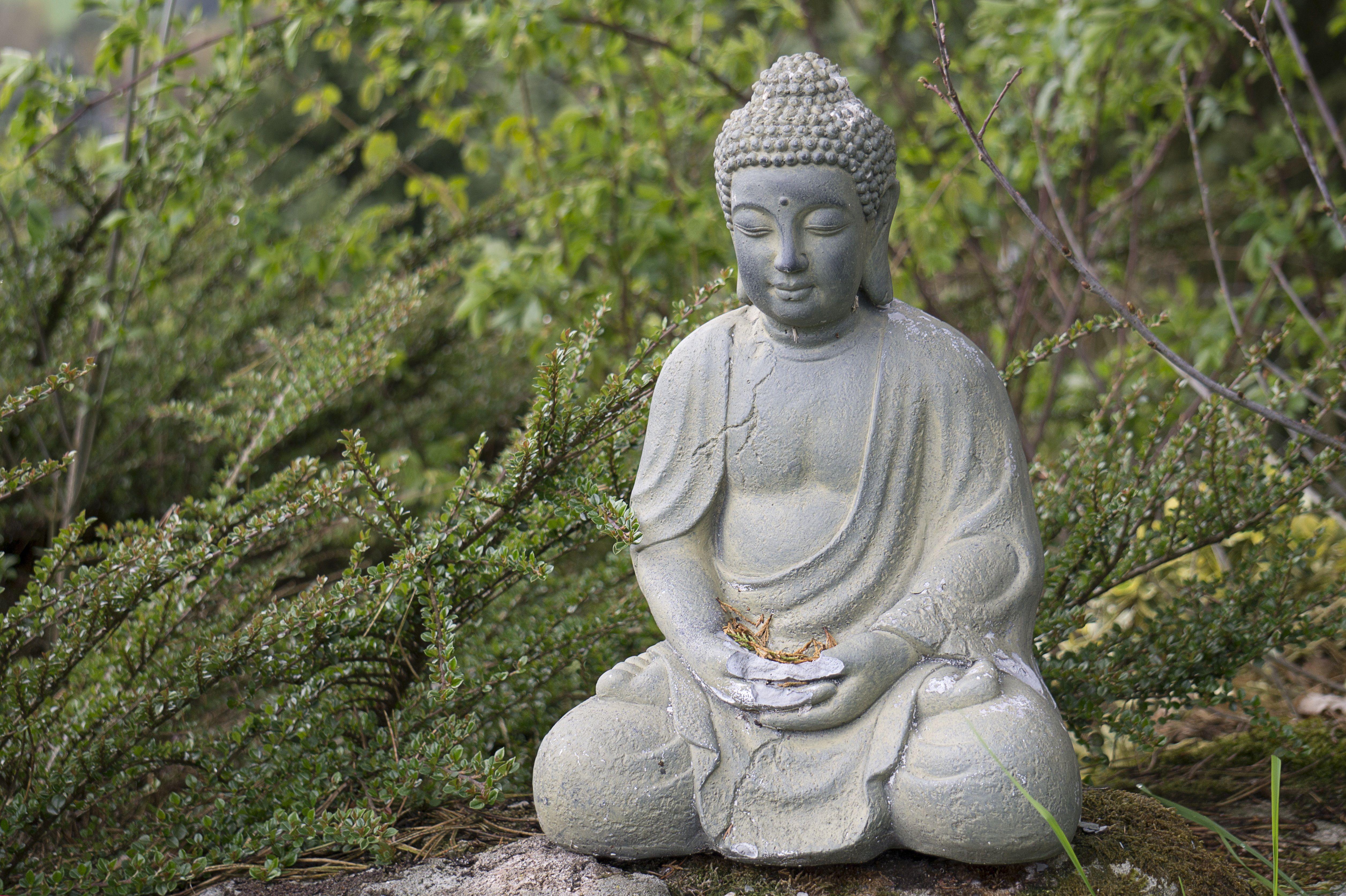5026x3346 Hình nền Phật trong vườn cây bụi 4k Ultra HD.  Hình nền