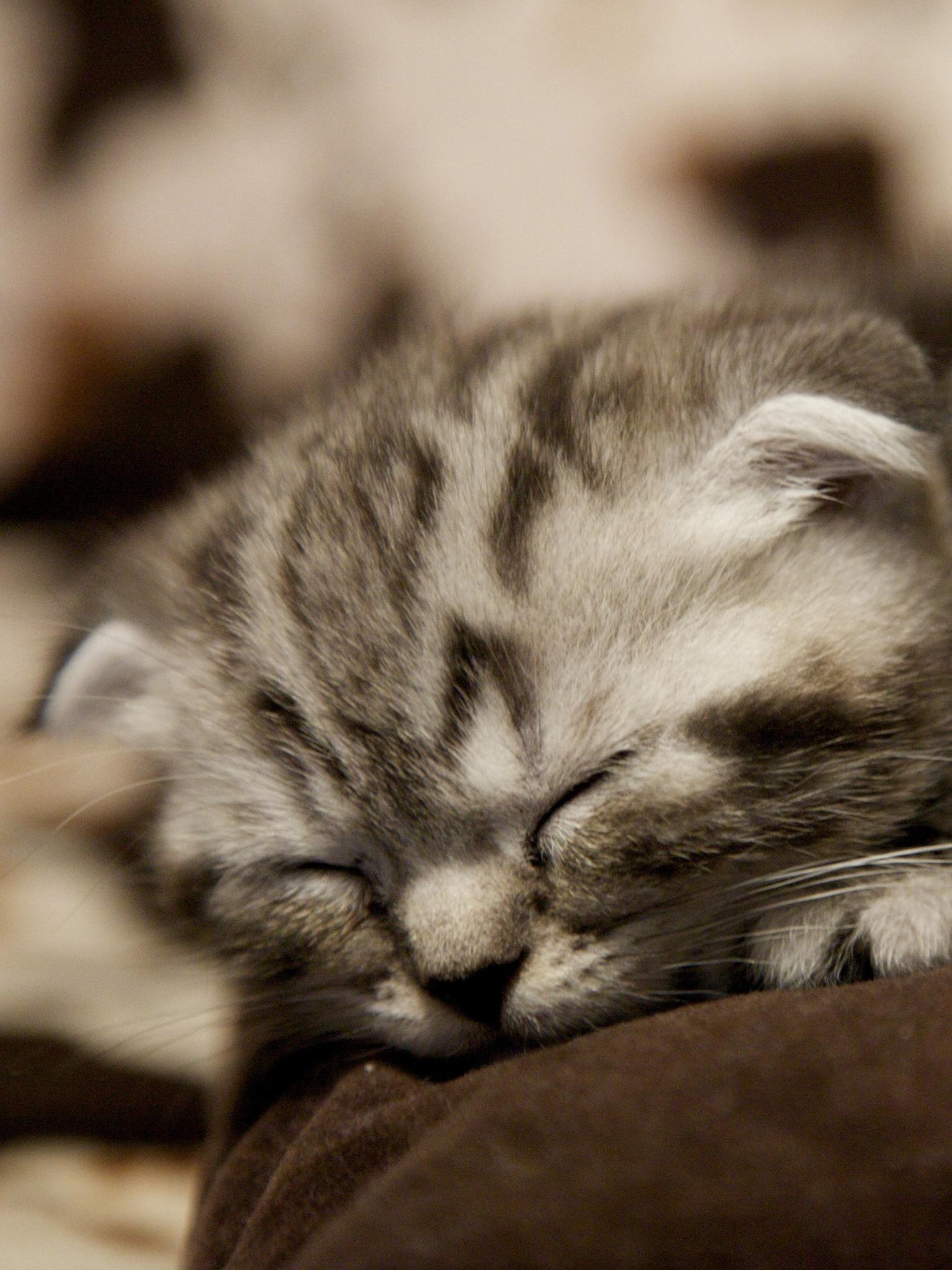 1536x2048 Scottish Fold (Kitten, Sleeps, Squat) HD Cat Wallpaper