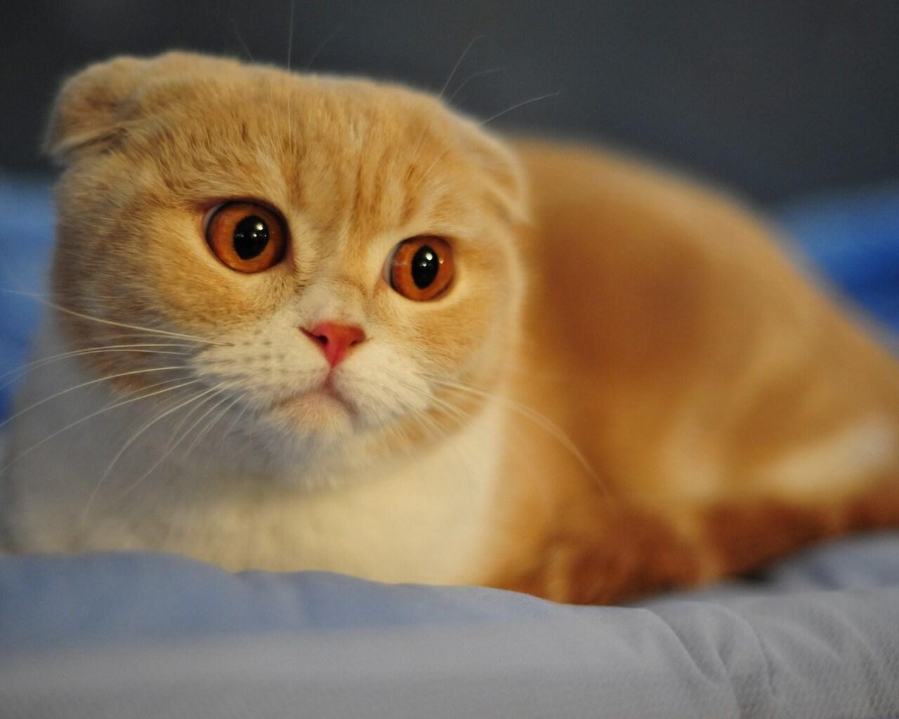 1280x1024 Scottish Fold Cat 1280x1024 Resolution HD 4k Wallpaper, Image, Background, Photo and Picture