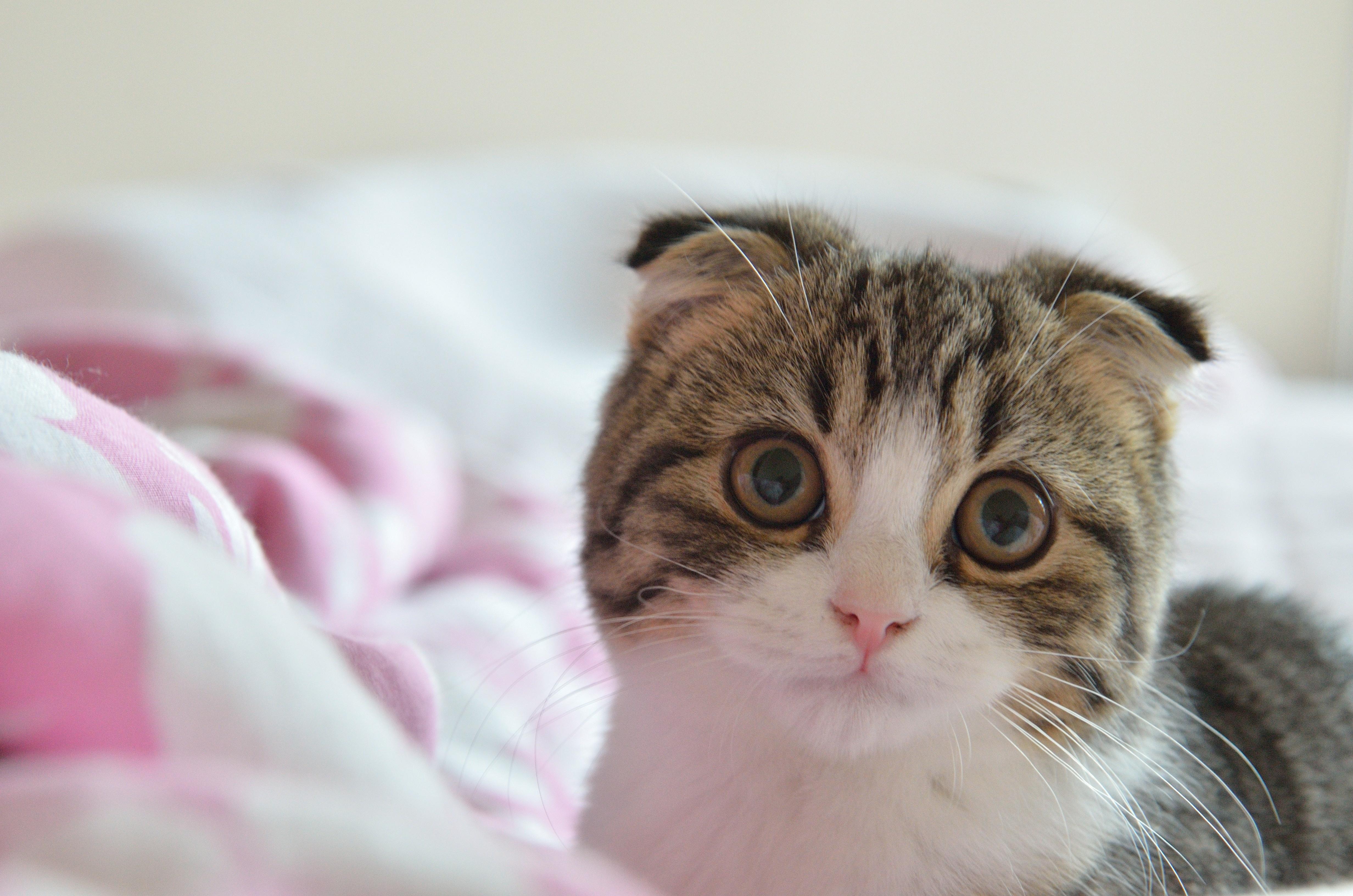 4928x3264 Scottish Fold cat in bed Desktop wallpaper 2560x1600