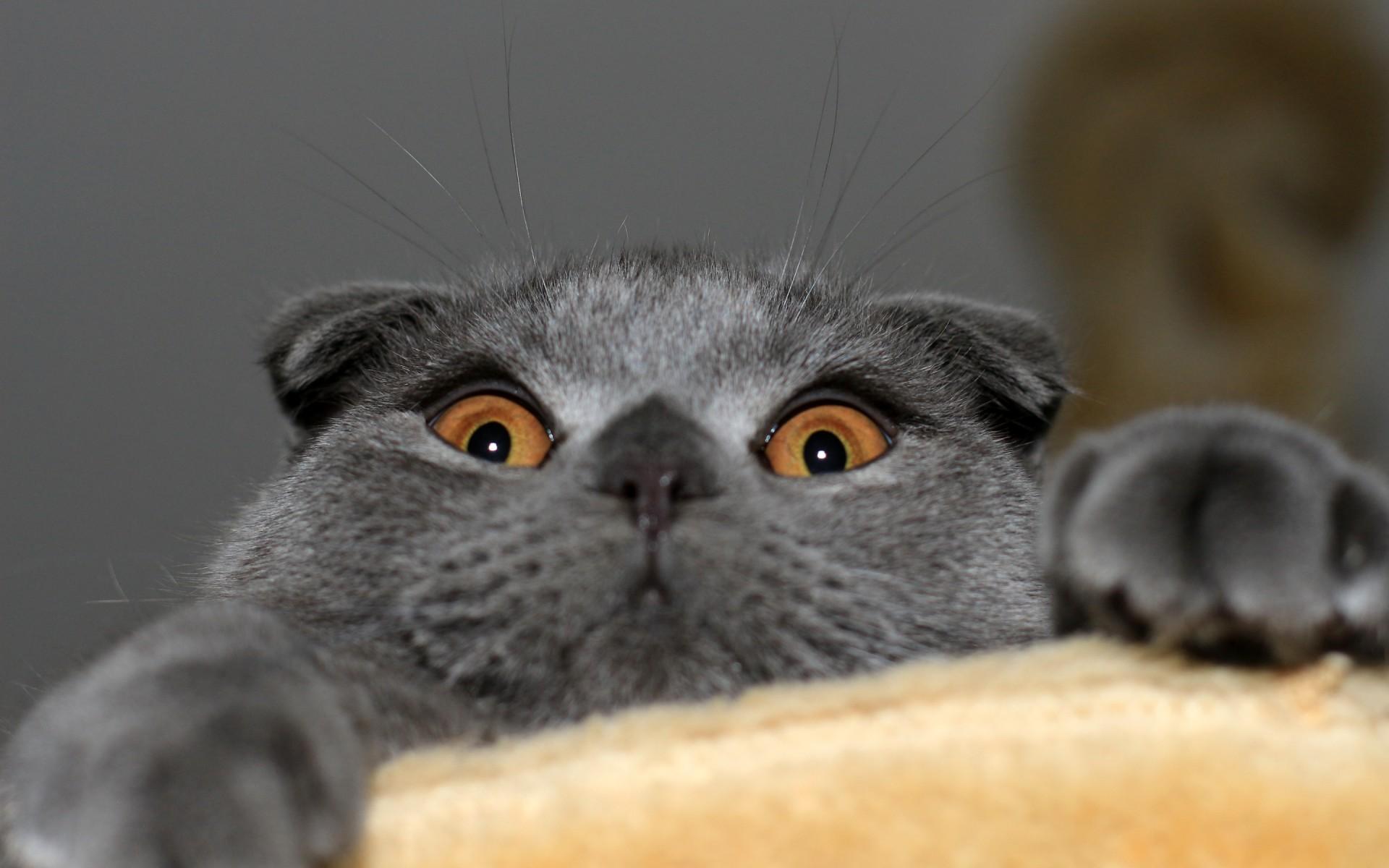 1920x1200 Cat scottish fold wallpaperx1200